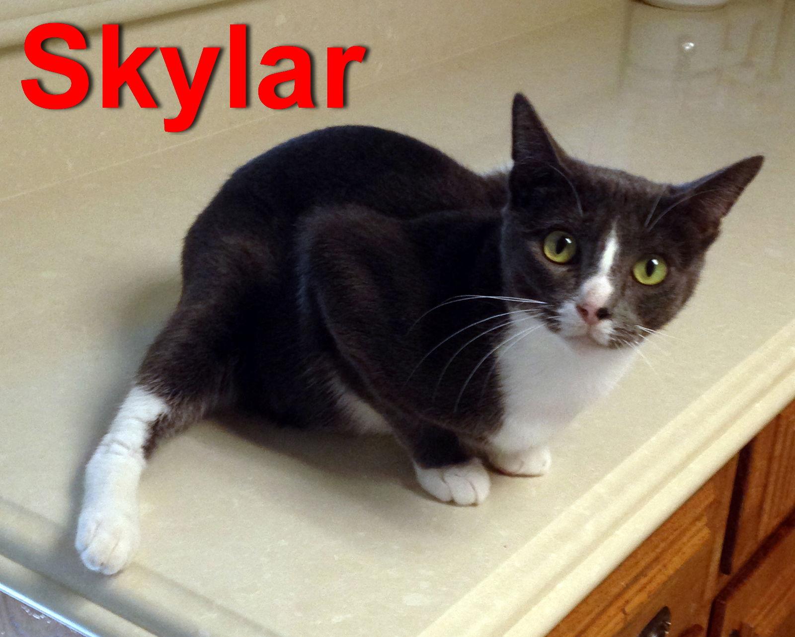 Enlarge Sky (aka Skylar), a Adoptable Tuxedo in Alvin, TX image 3/3