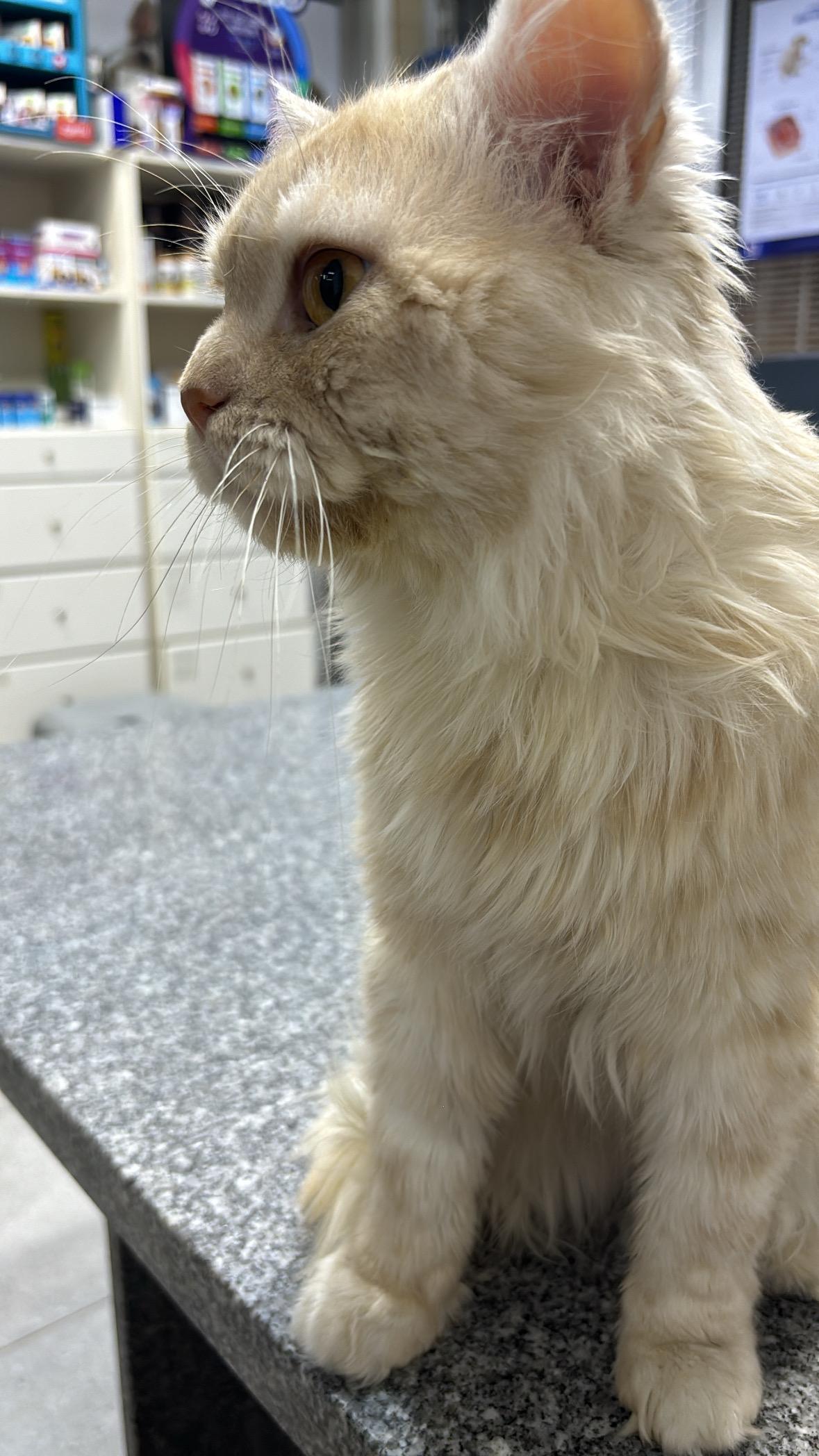 Cuddles - 5Y - GOOD WITH CATS, DOGS AND PEOPLE