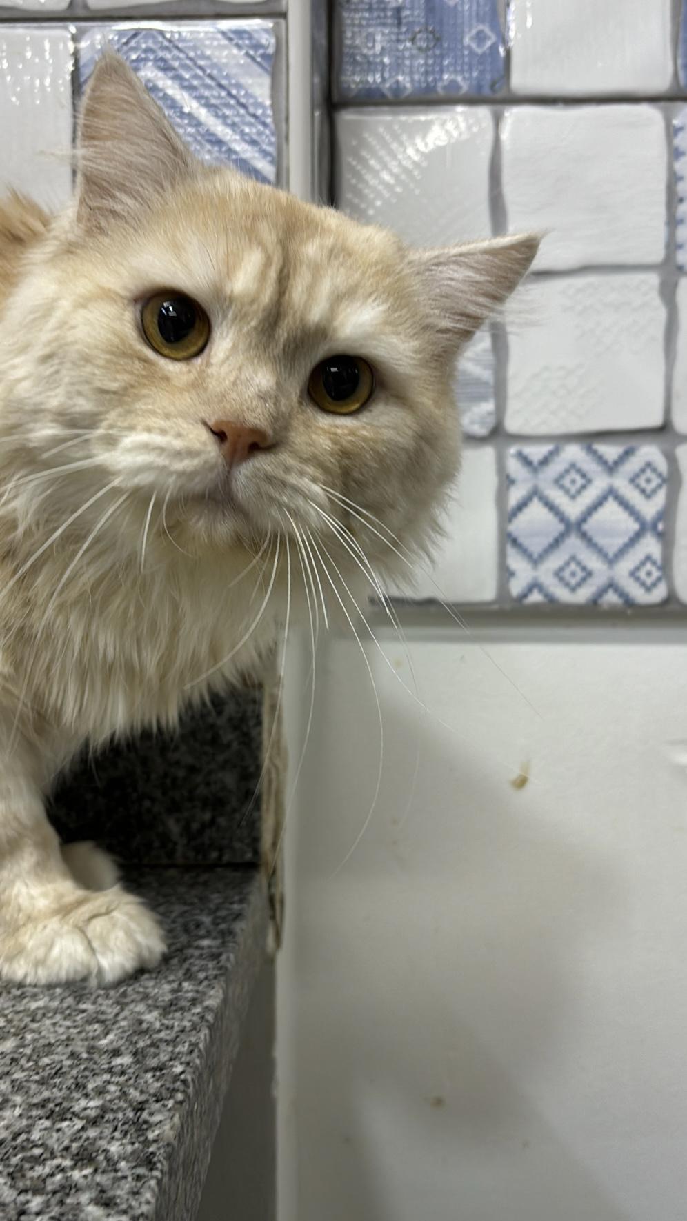 Cuddles - 5Y - GOOD WITH CATS, DOGS AND PEOPLE