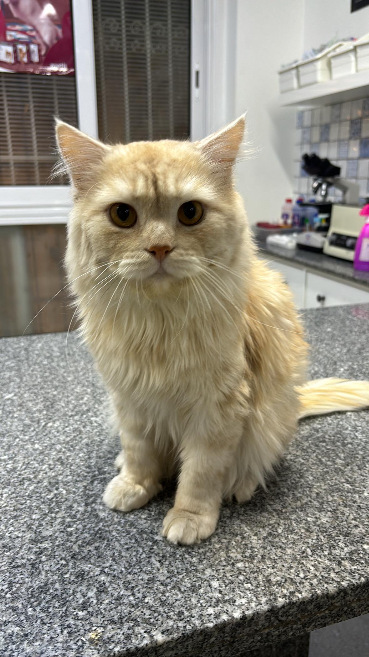 Cuddles - 5Y - GOOD WITH CATS, DOGS AND PEOPLE