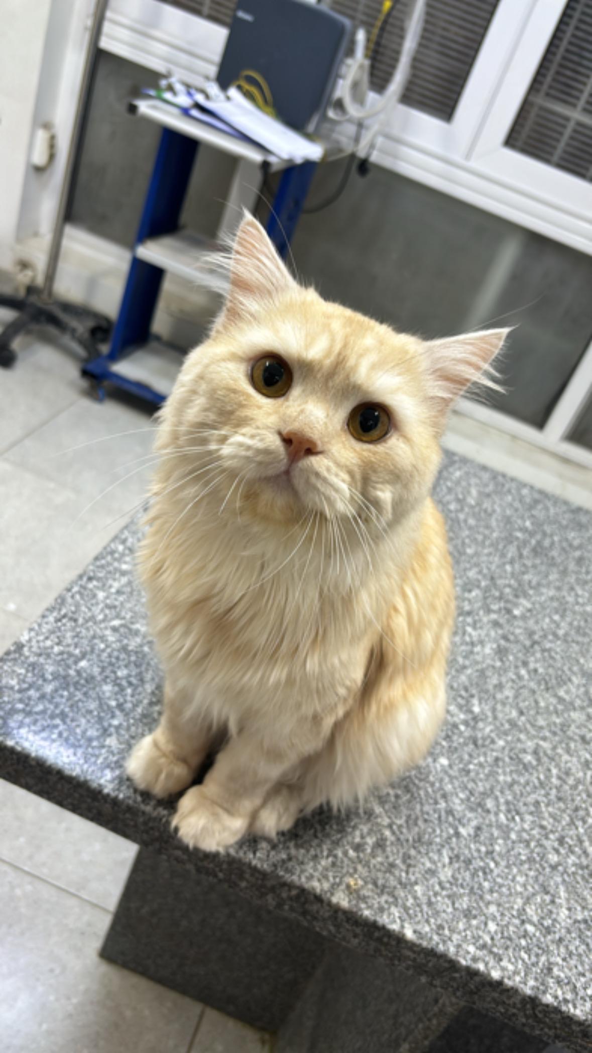 Cuddles - 5Y - GOOD WITH CATS, DOGS AND PEOPLE