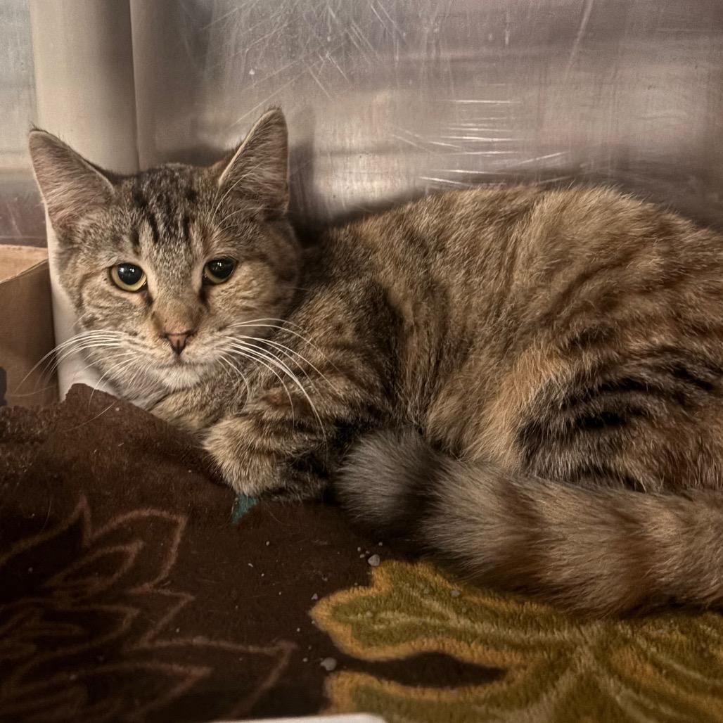 Felicia, Adoptable, Young Female Domestic Short Hair.