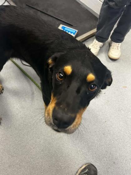 Enlarge Sheba, a Adoptable mixed breed in Spruce Pine, NC image 1/1