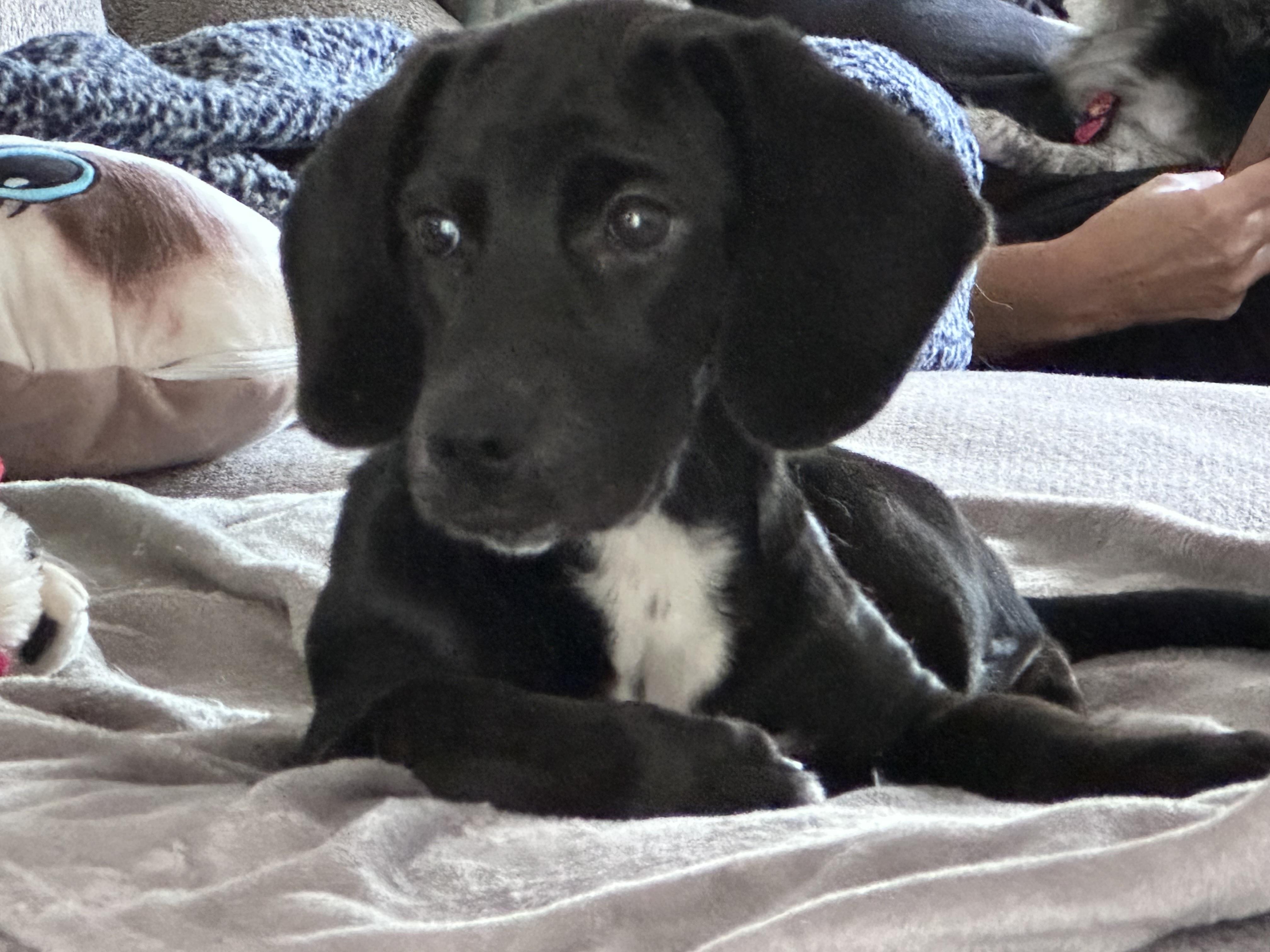 Enlarge Jenna, a Adoptable mixed breed in Richmond, VA image 2/4