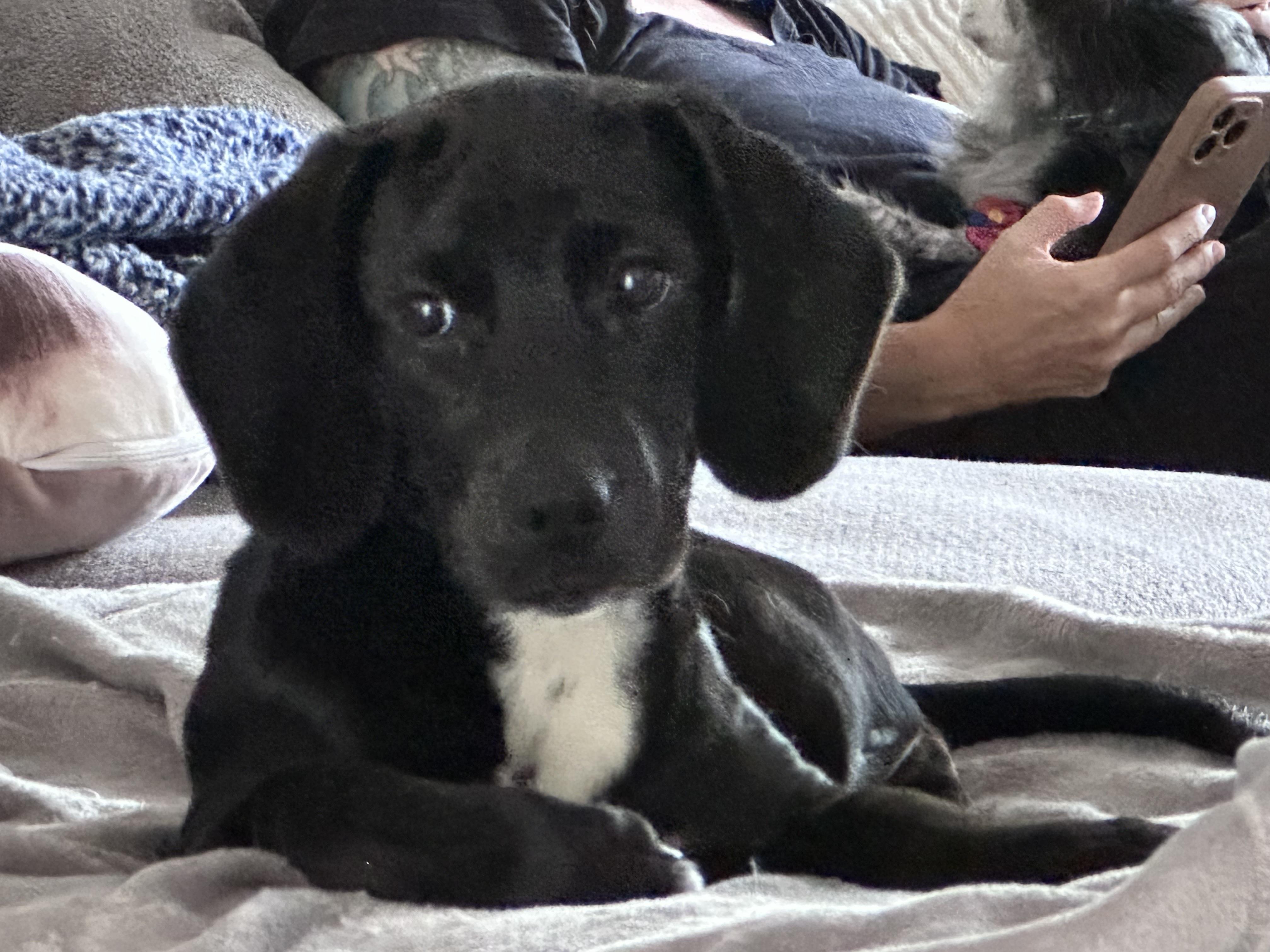 Enlarge Jenna, a Adoptable mixed breed in Richmond, VA image 3/4