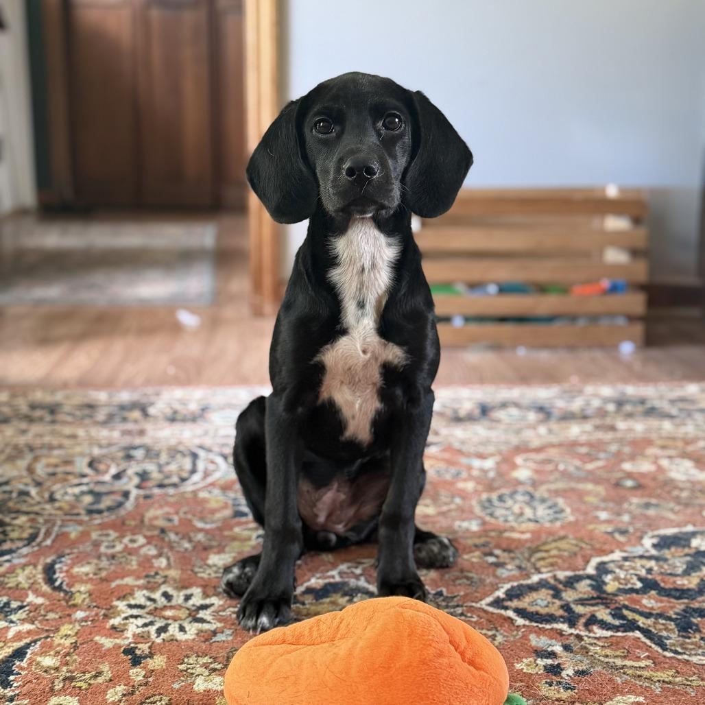Jenna, Adoptable, Puppy Female Hound & Black Labrador Retriever.