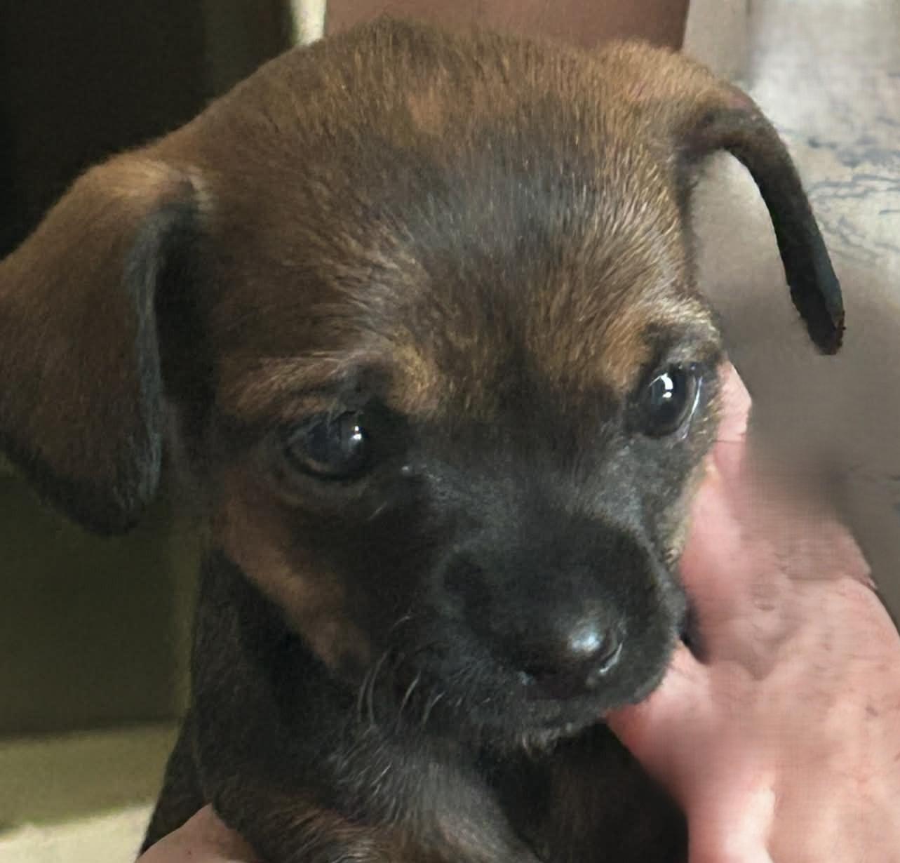 Enlarge Isla, an adopted mixed breed in Menomonee Falls, WI image 2/2