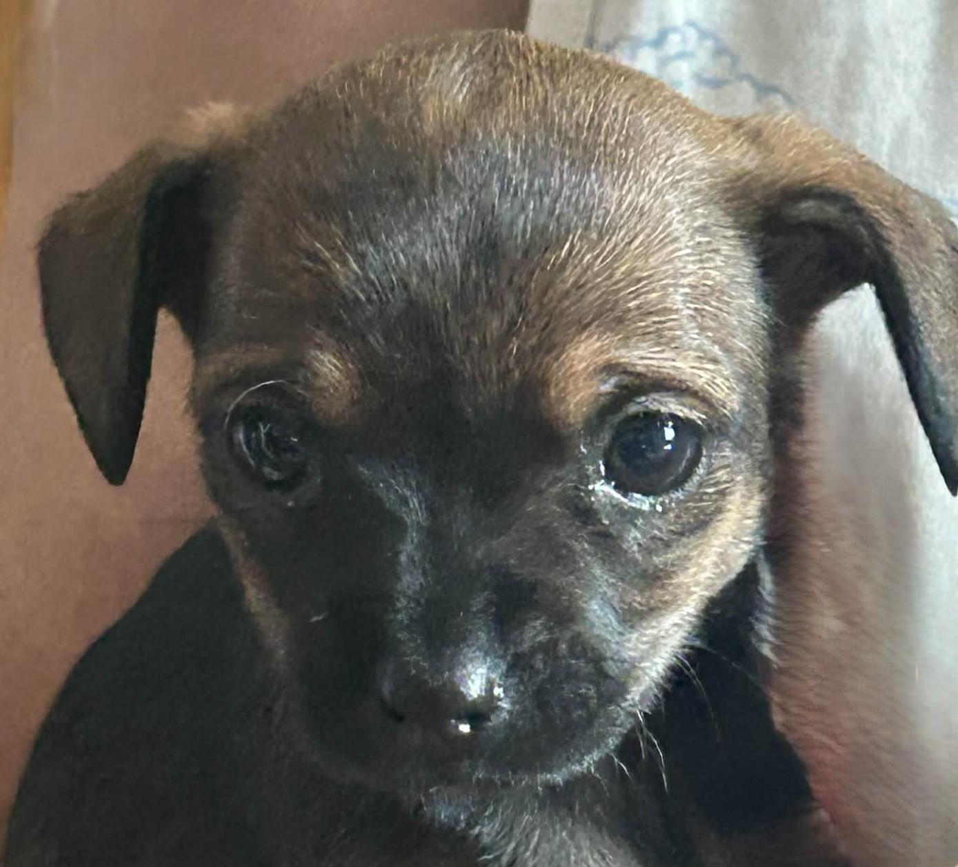 Enlarge Isla, an adopted mixed breed in Menomonee Falls, WI image 1/2