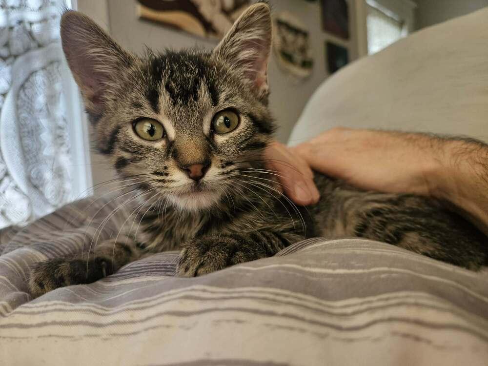 Buffy, Adoptable, Kitten Female Domestic Short Hair.