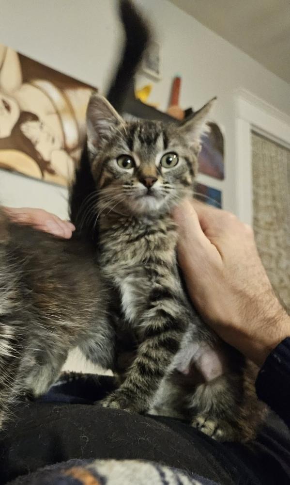 Enlarge Buffy, a Adoptable Domestic Short Hair in Topeka, KS image 2/2