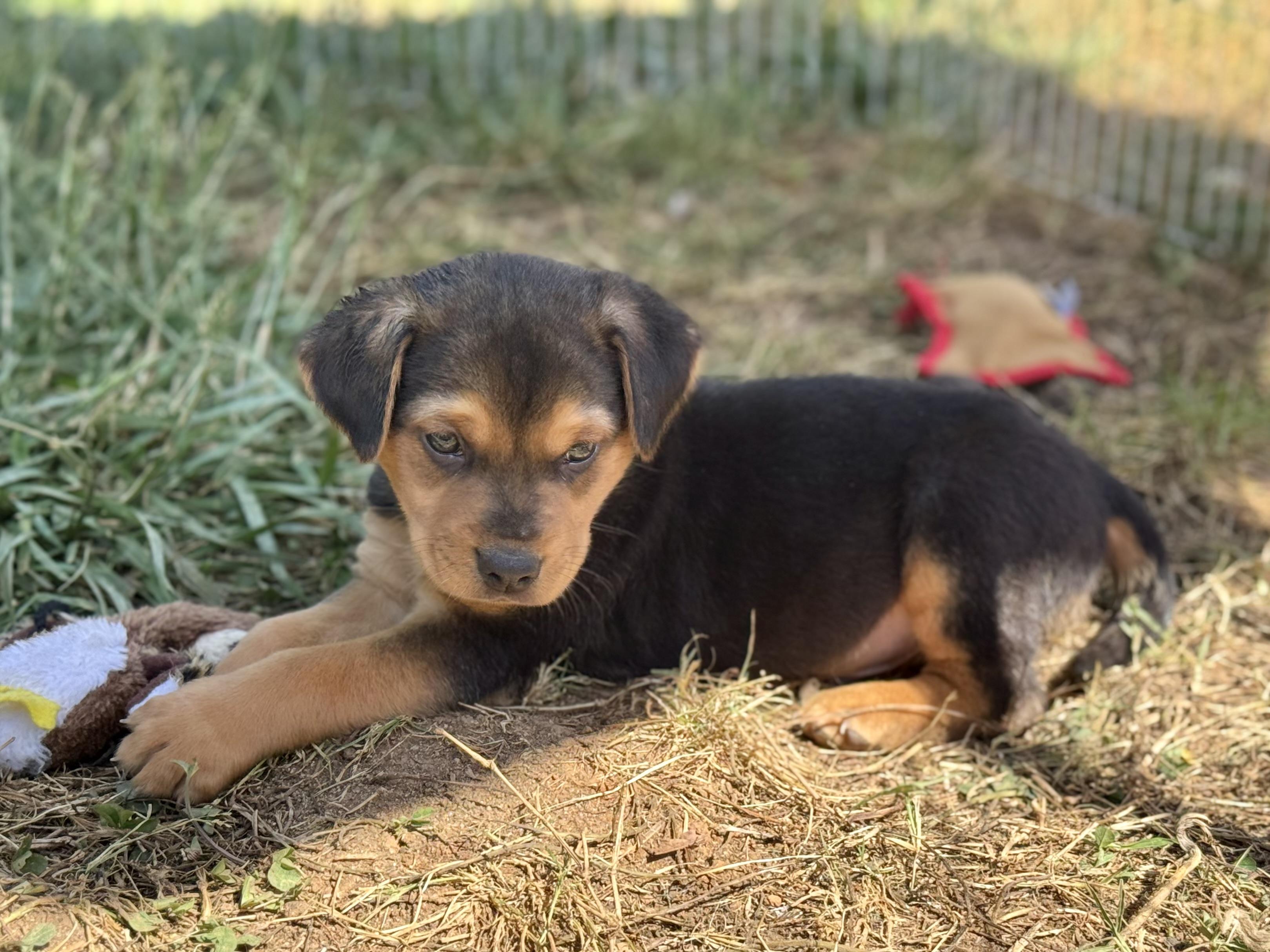 Enlarge Rocky, a ADOPTABLE mixed breed in Richmond, VA image 2/2