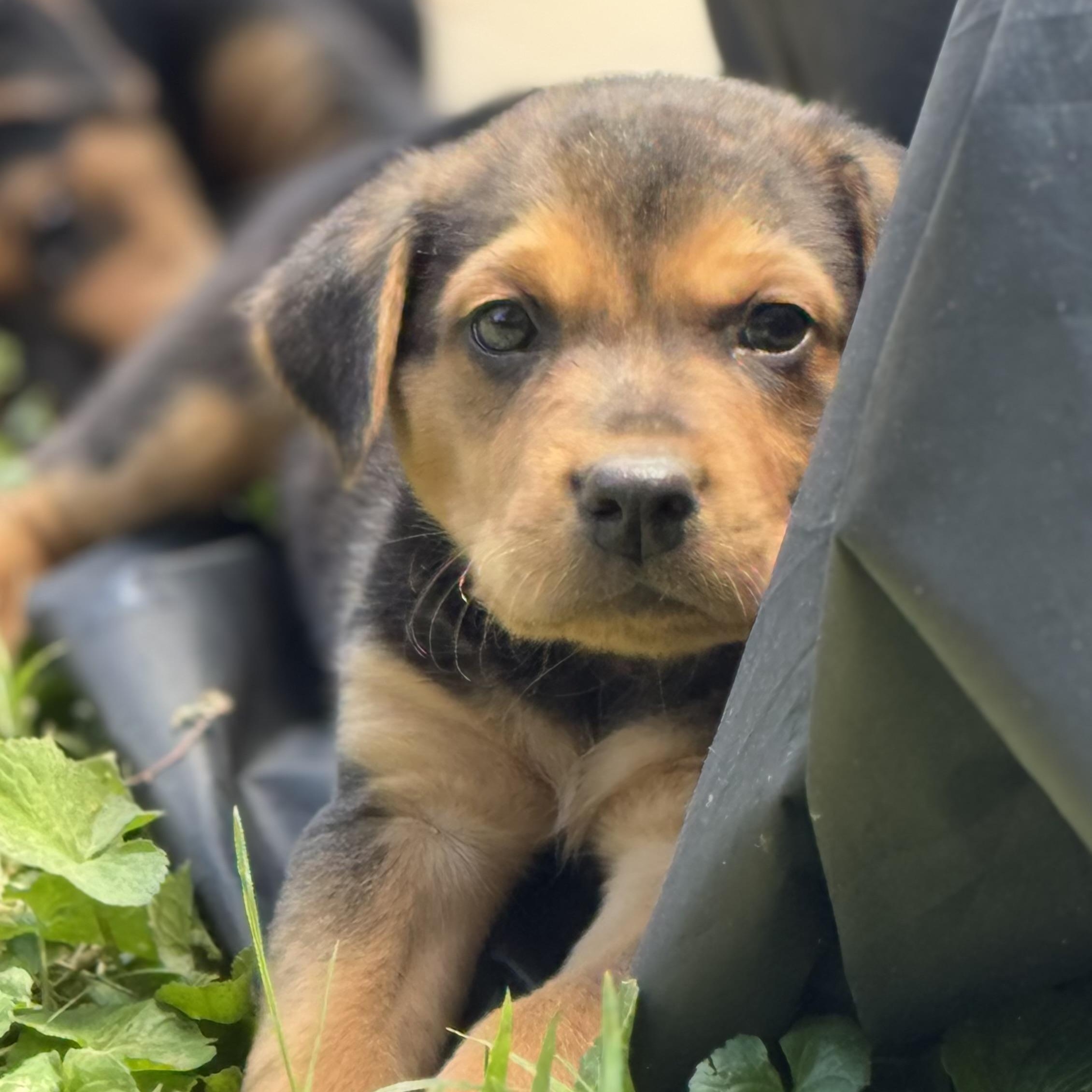 Enlarge Rocky, a ADOPTABLE mixed breed in Richmond, VA image 1/2