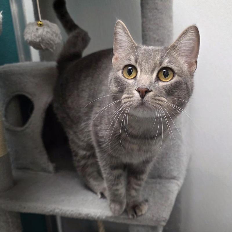 Derpy, Adoptable, Adult Female Domestic Short Hair.