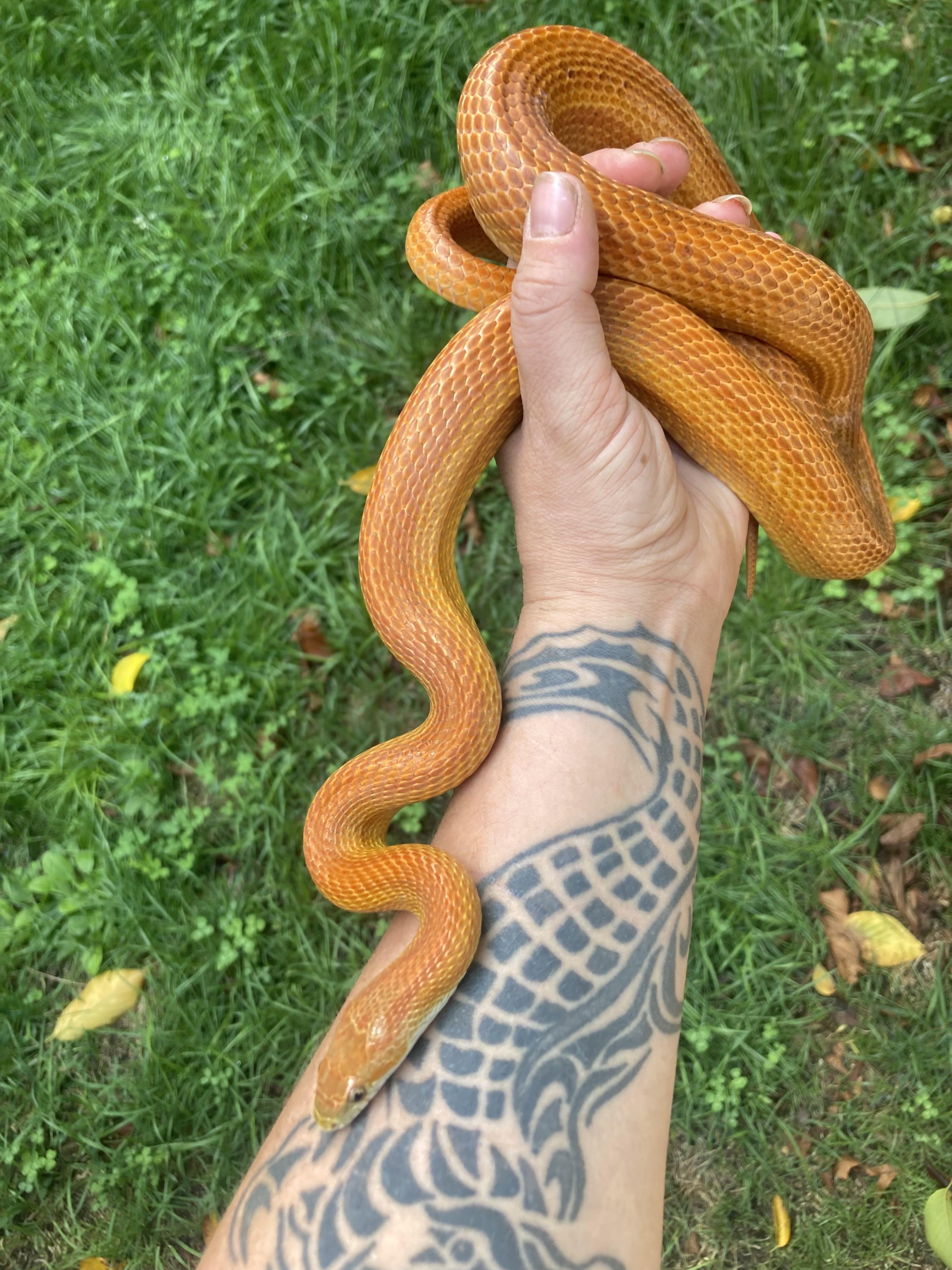 Enlarge Doug, an adopted Corn / Rat in Palmerton, PA image 2/4