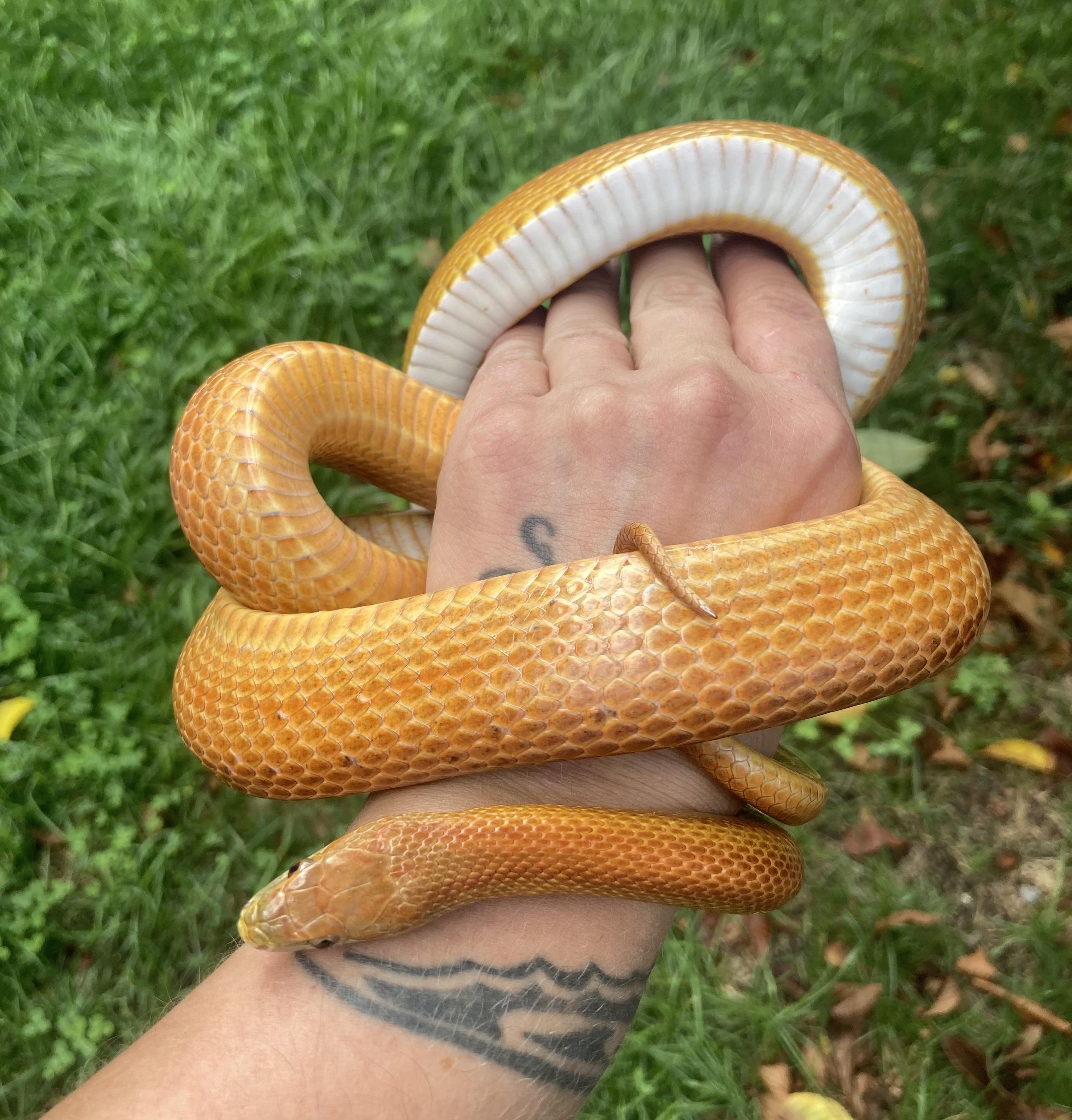 Enlarge Doug, an adopted Corn / Rat in Palmerton, PA image 3/4