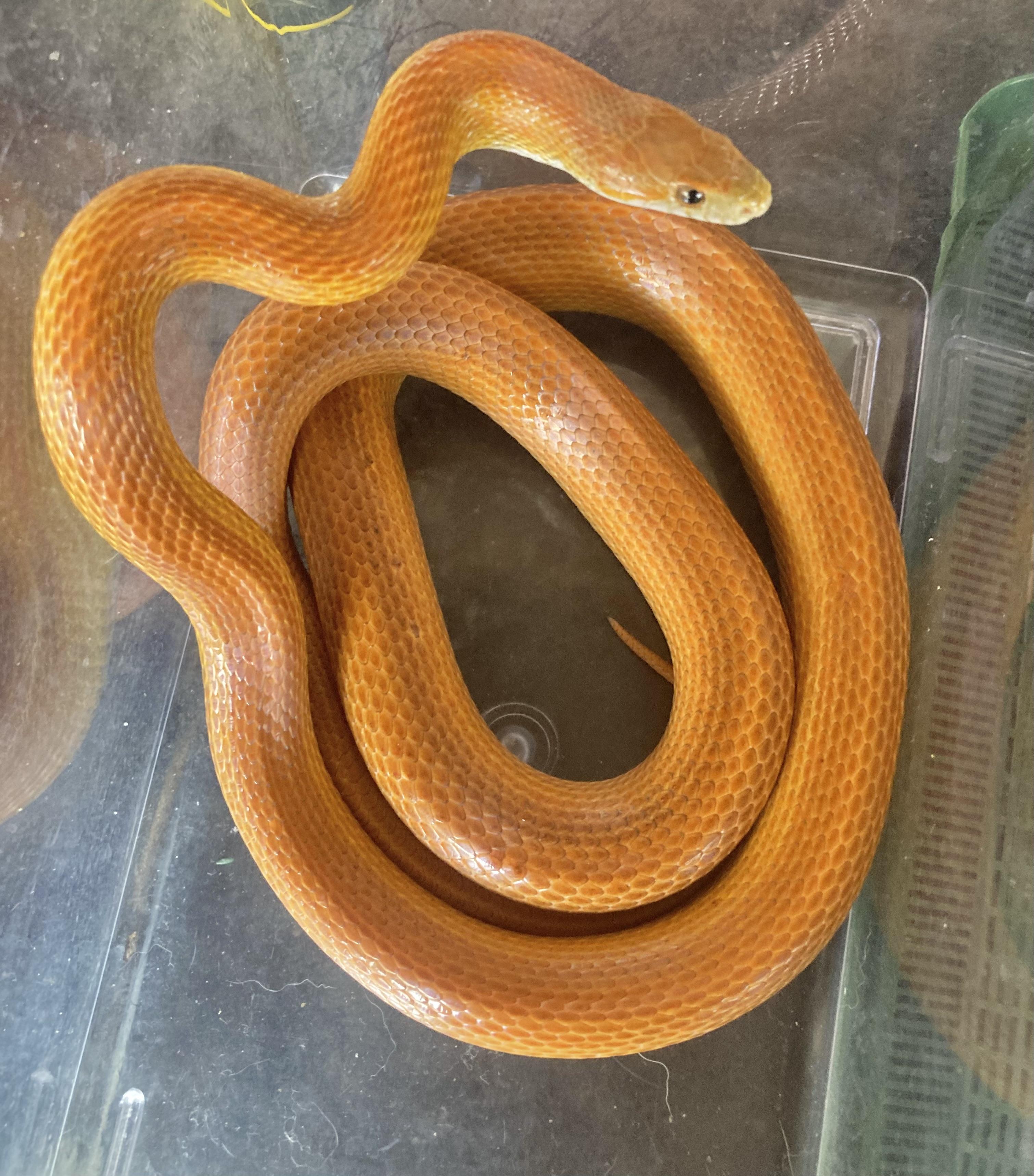 Enlarge Doug, an adopted Corn / Rat in Palmerton, PA image 4/4