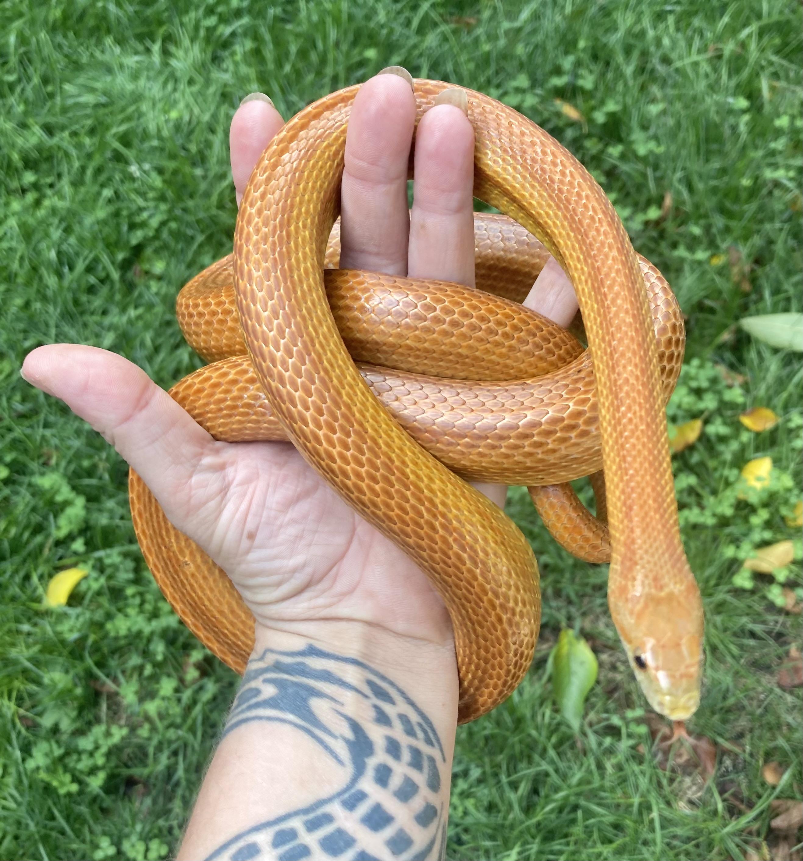 Enlarge Doug, an adopted Corn / Rat in Palmerton, PA image 1/4