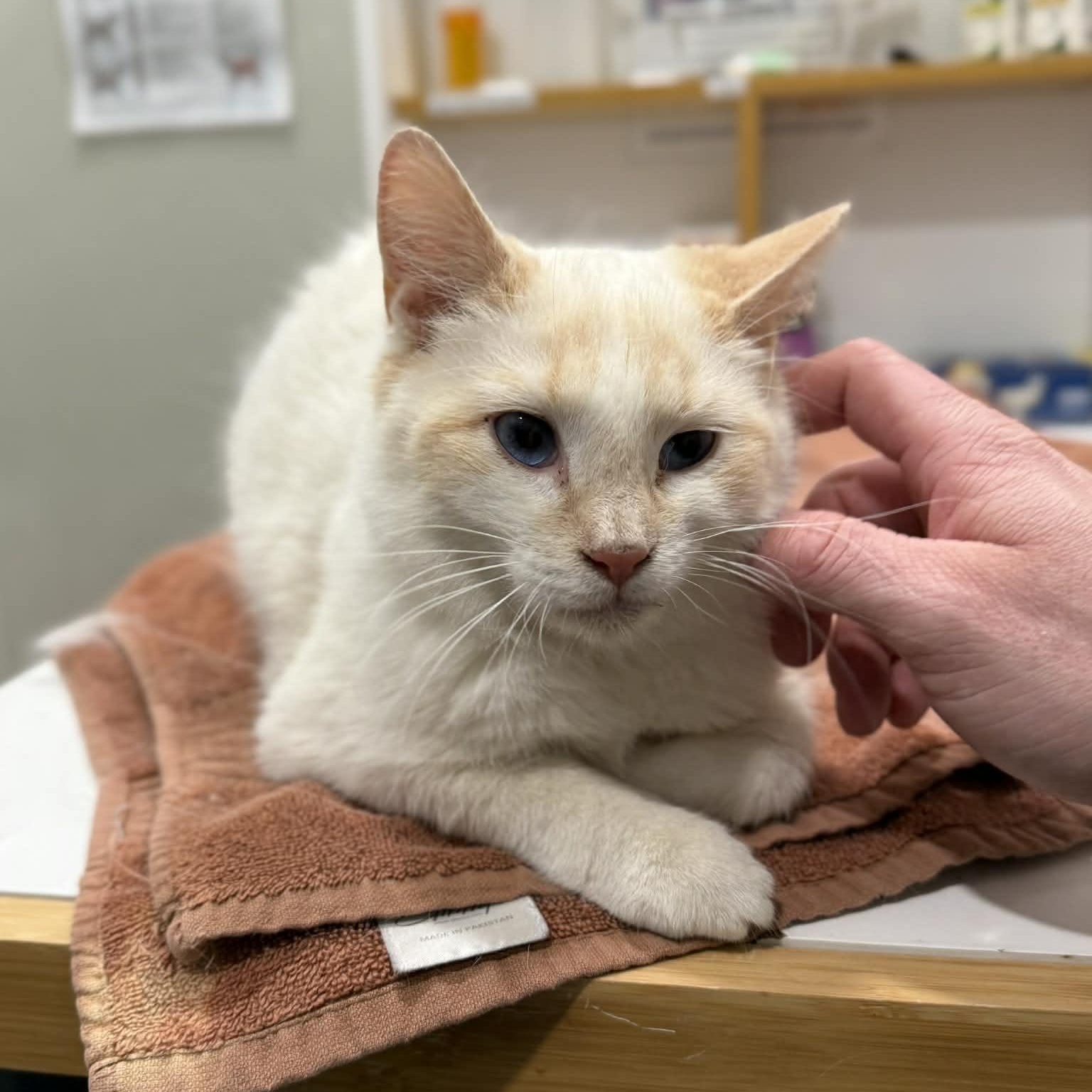 Enlarge Fritz, an adopted mixed breed in Penn Yan, NY image 6/6