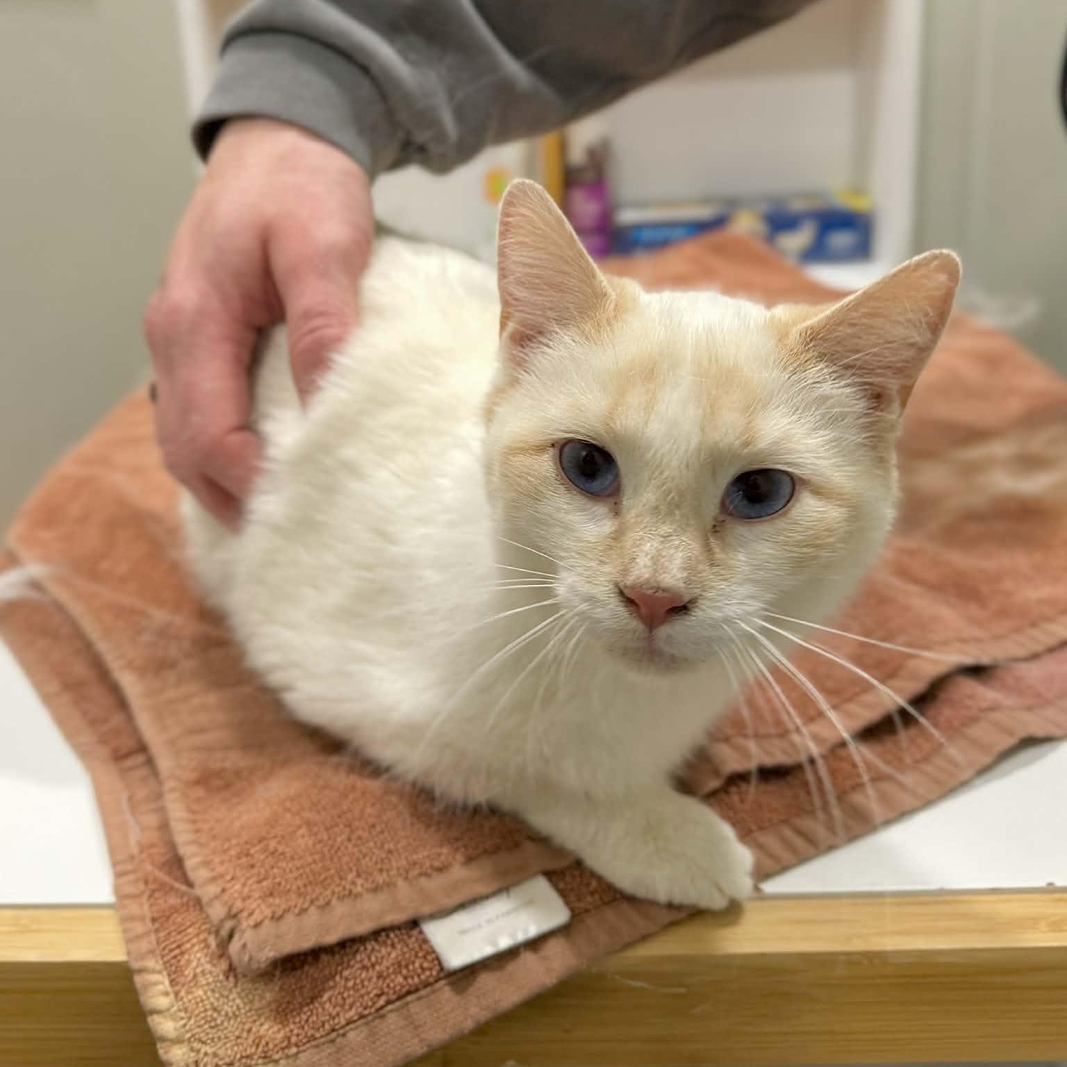 Fritz, adopted, Kitten Male Domestic Short Hair & Siamese.