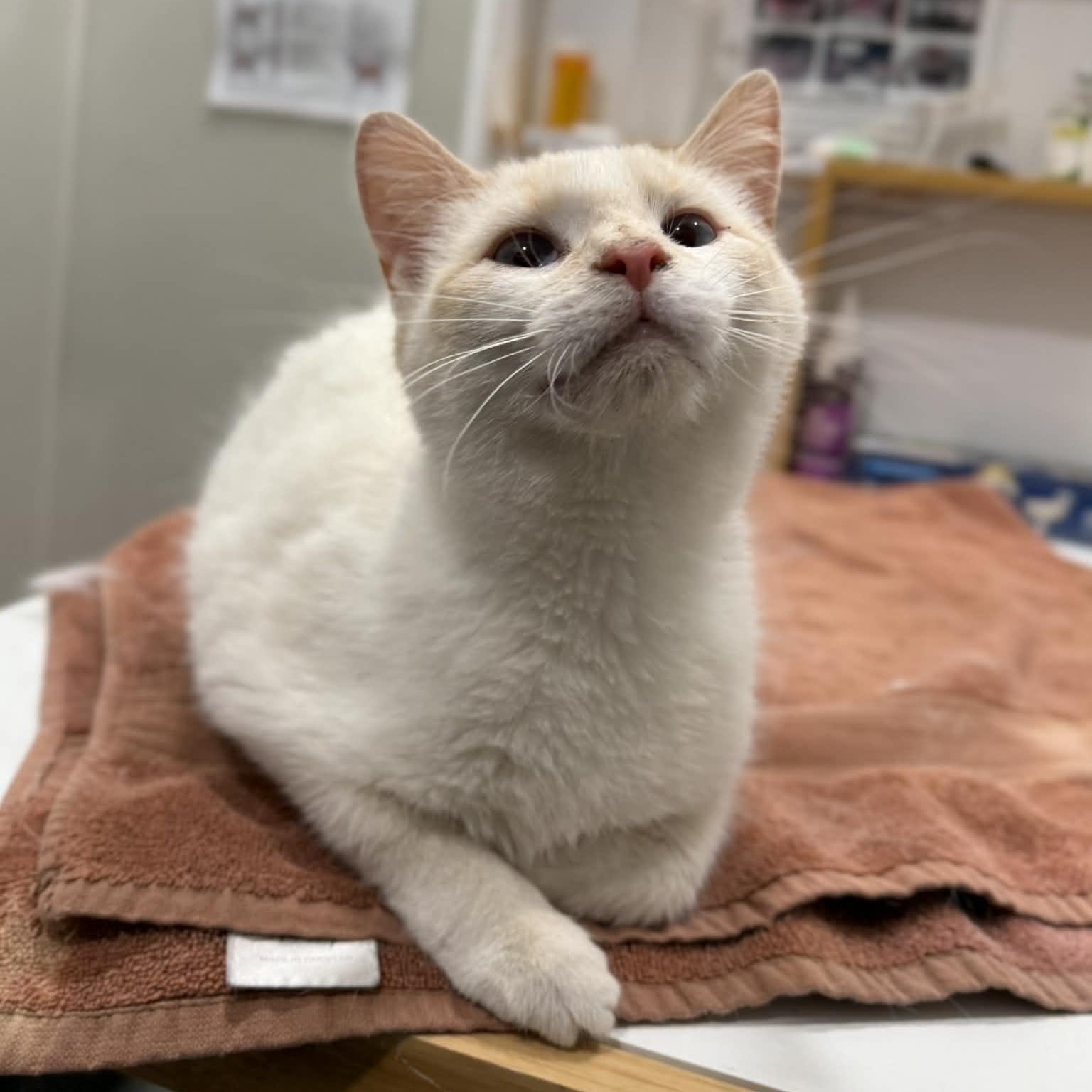 Enlarge Fritz, an adopted mixed breed in Penn Yan, NY image 2/6