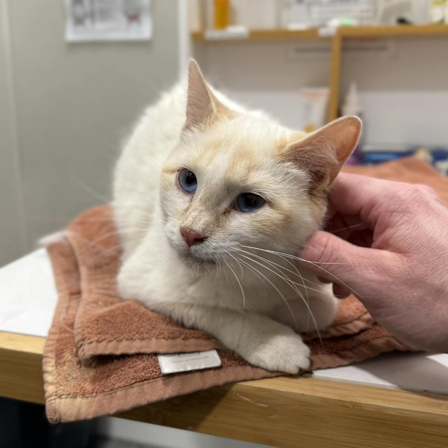 Enlarge Fritz, an adopted mixed breed in Penn Yan, NY image 4/6