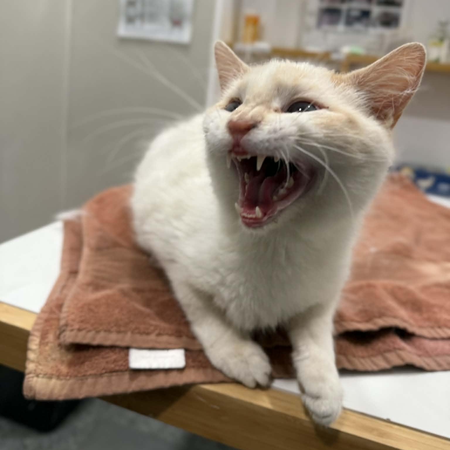 Enlarge Fritz, an adopted mixed breed in Penn Yan, NY image 5/6