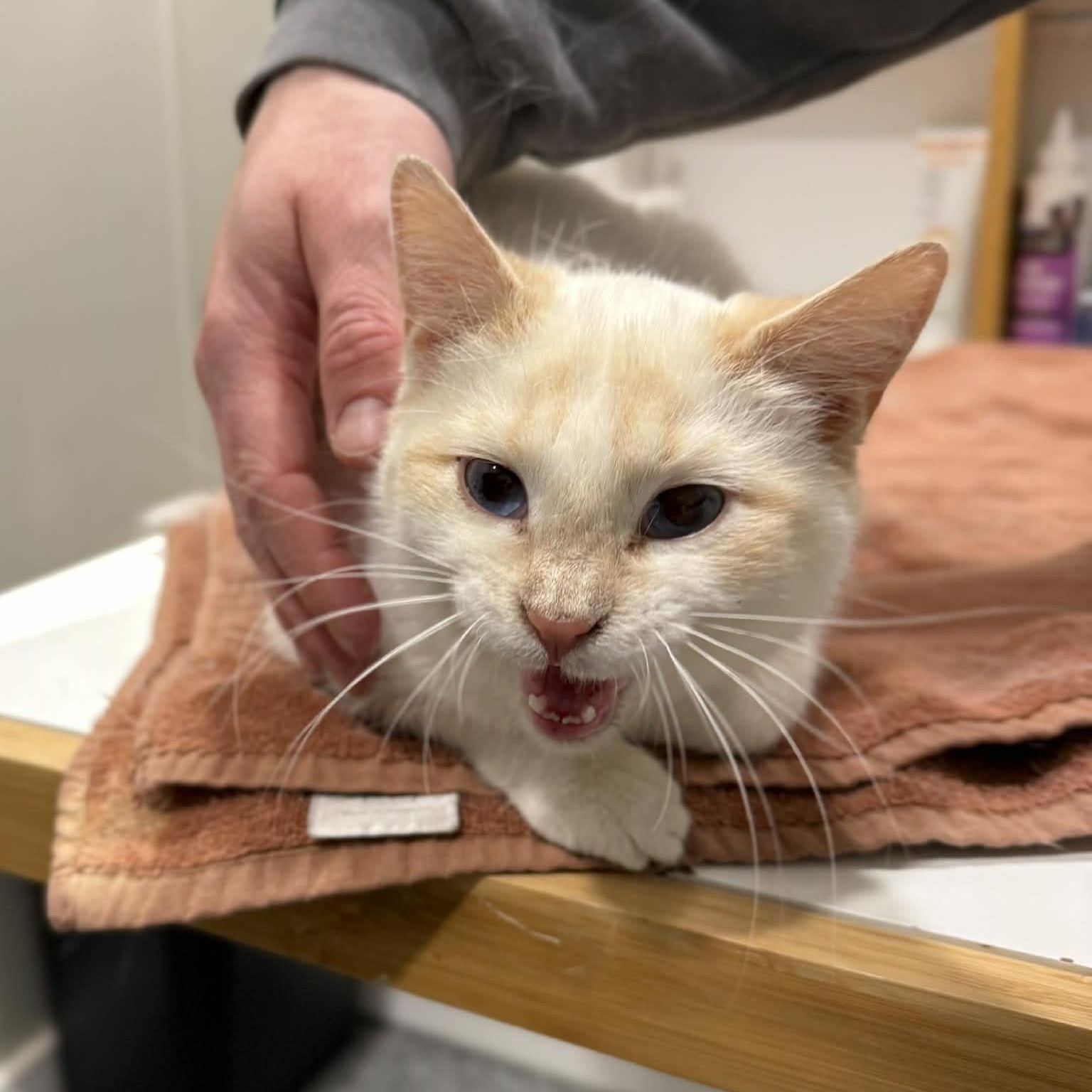 Enlarge Fritz, an adopted mixed breed in Penn Yan, NY image 3/6