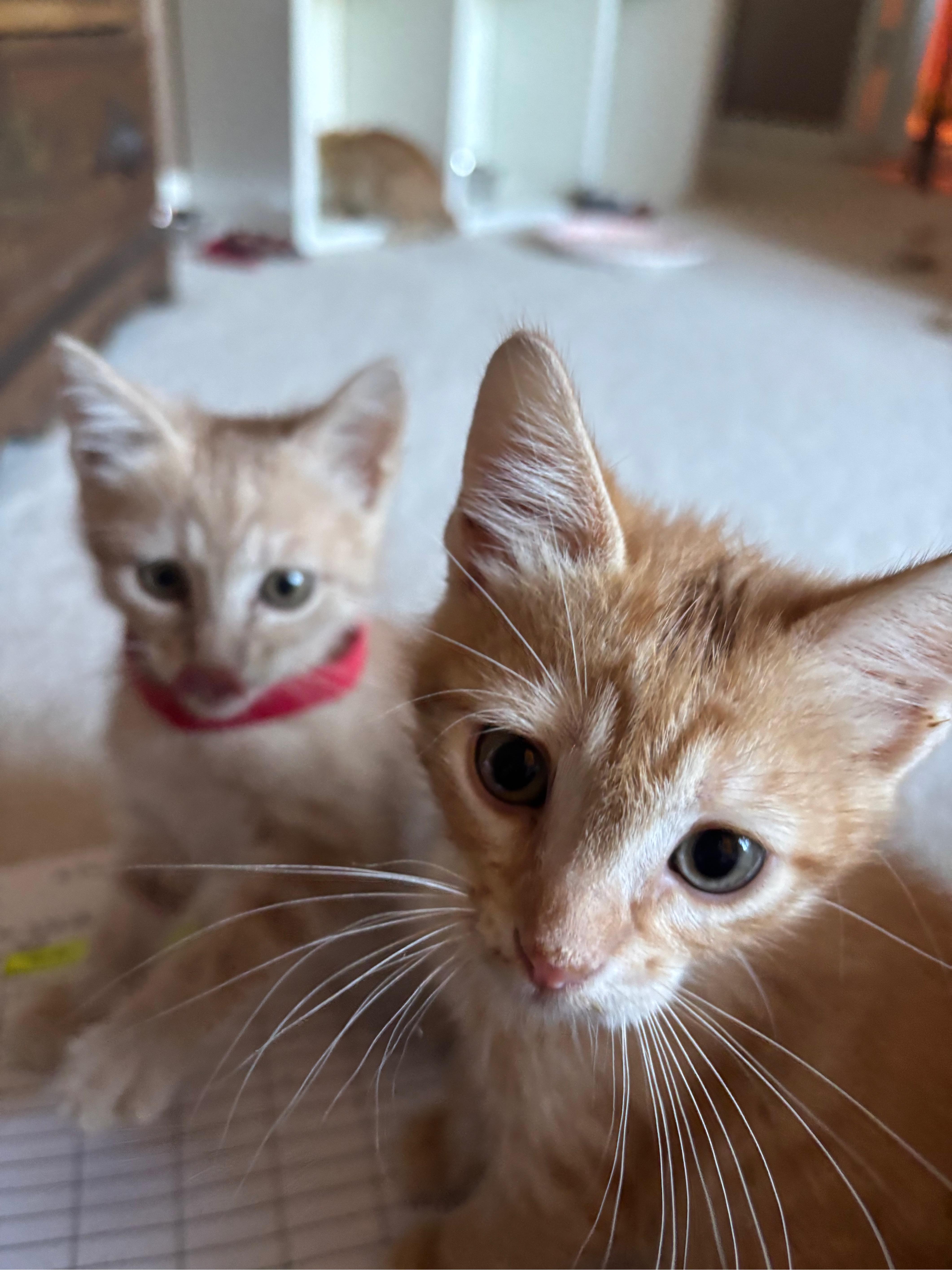 George, an adopted Domestic Short Hair in Hillsboro, OR image 3/6
