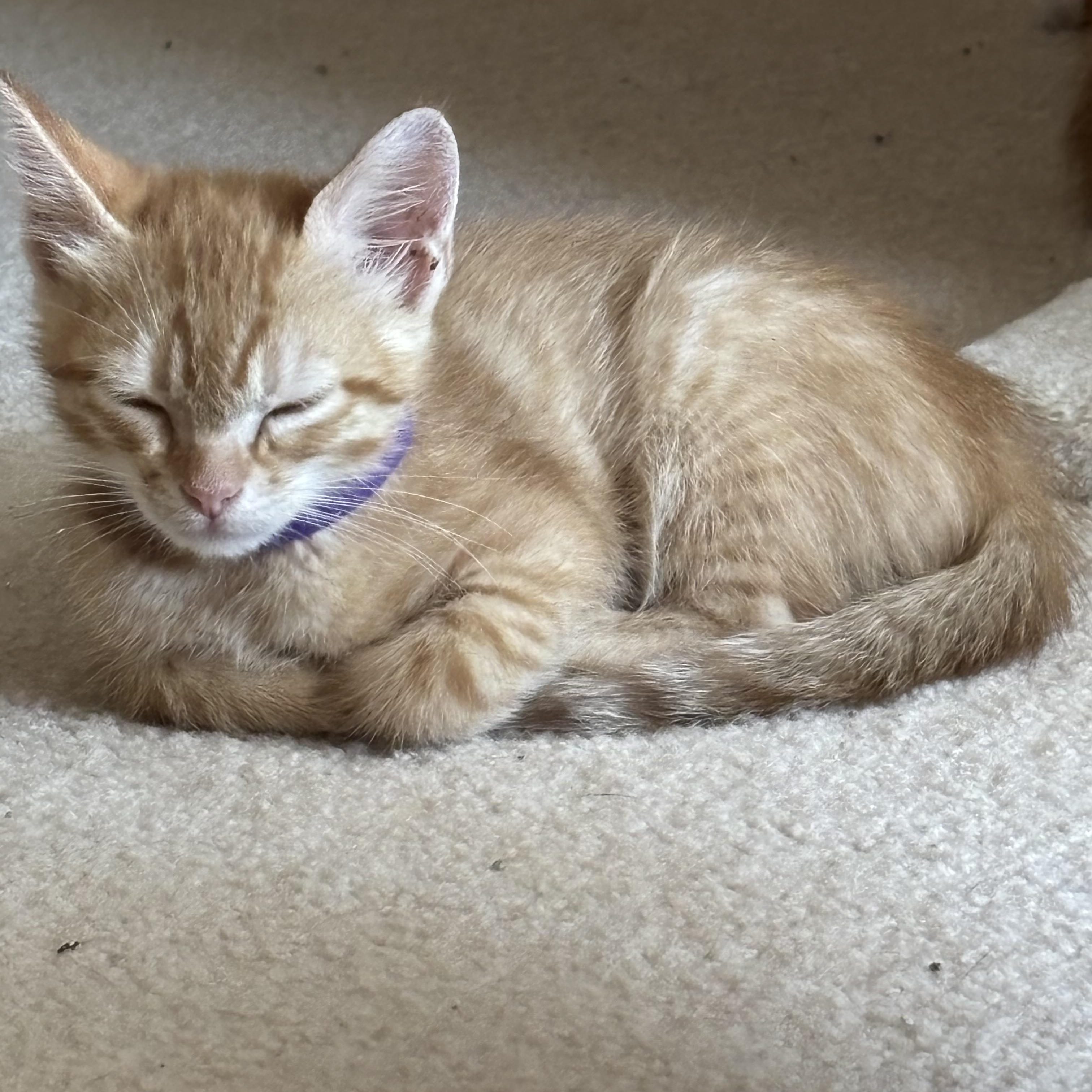 George, an adopted Domestic Short Hair in Hillsboro, OR image 1/6