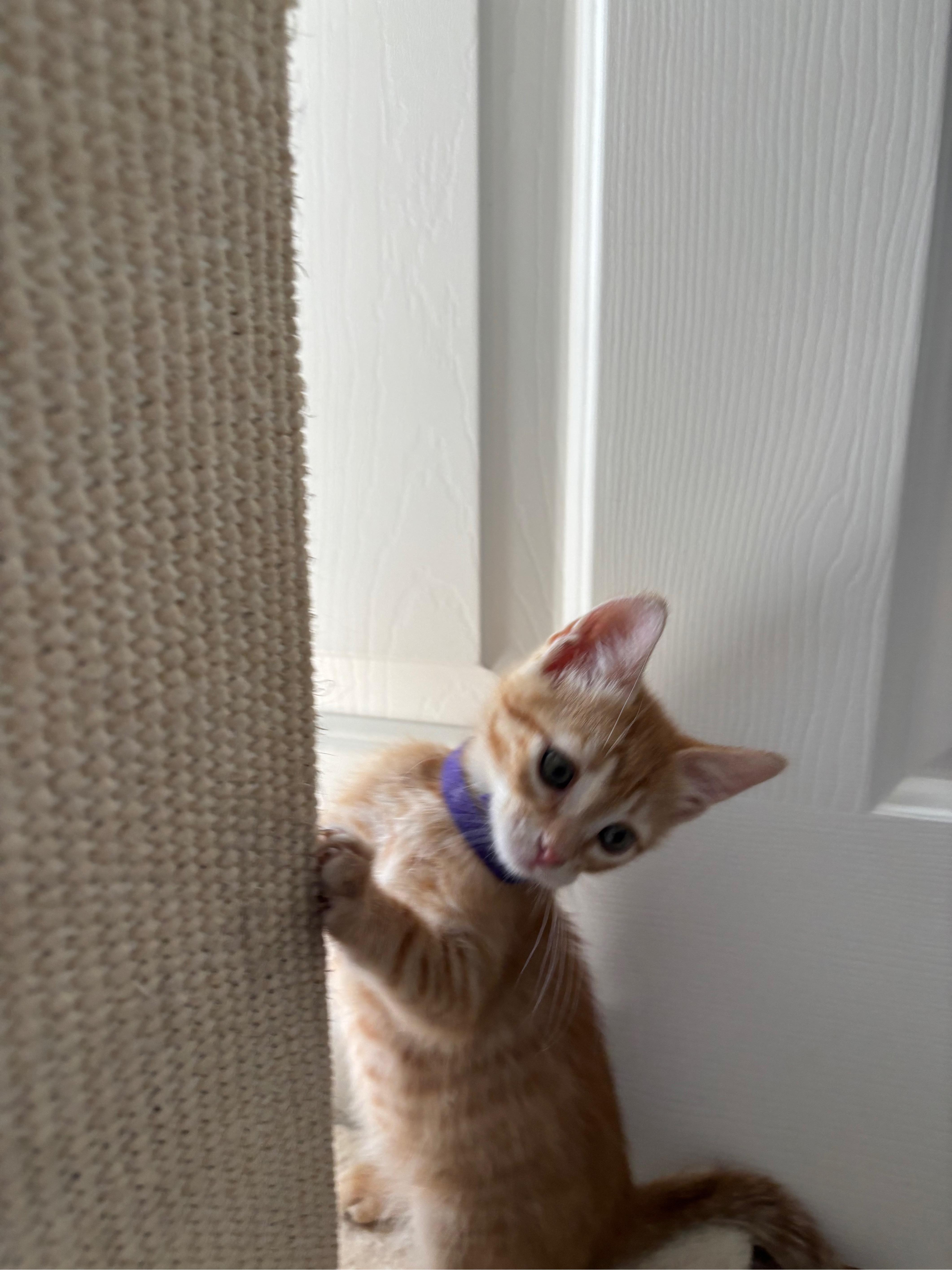 George, an adopted Domestic Short Hair in Hillsboro, OR image 4/6