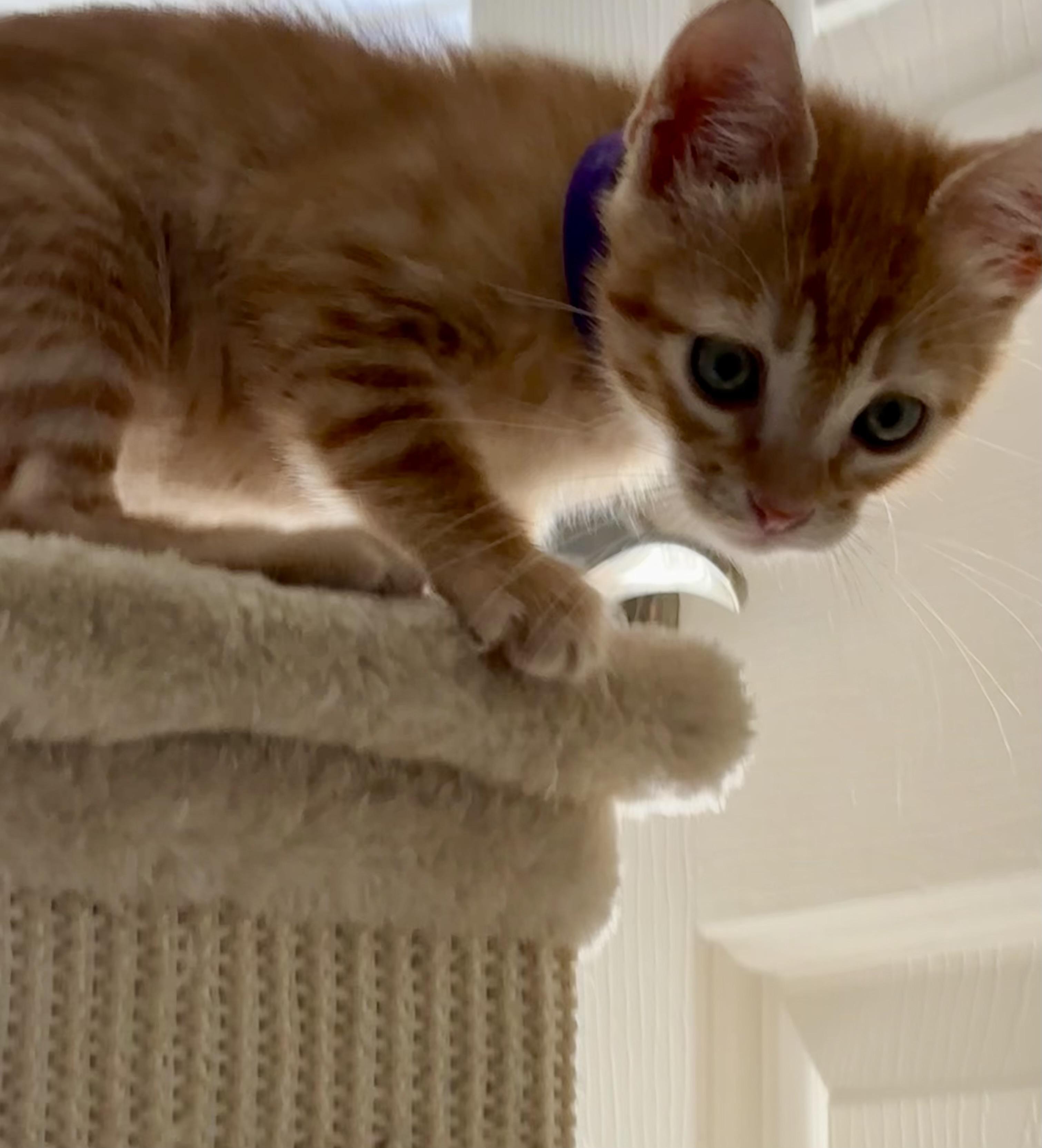 George, an adopted Domestic Short Hair in Hillsboro, OR image 5/6