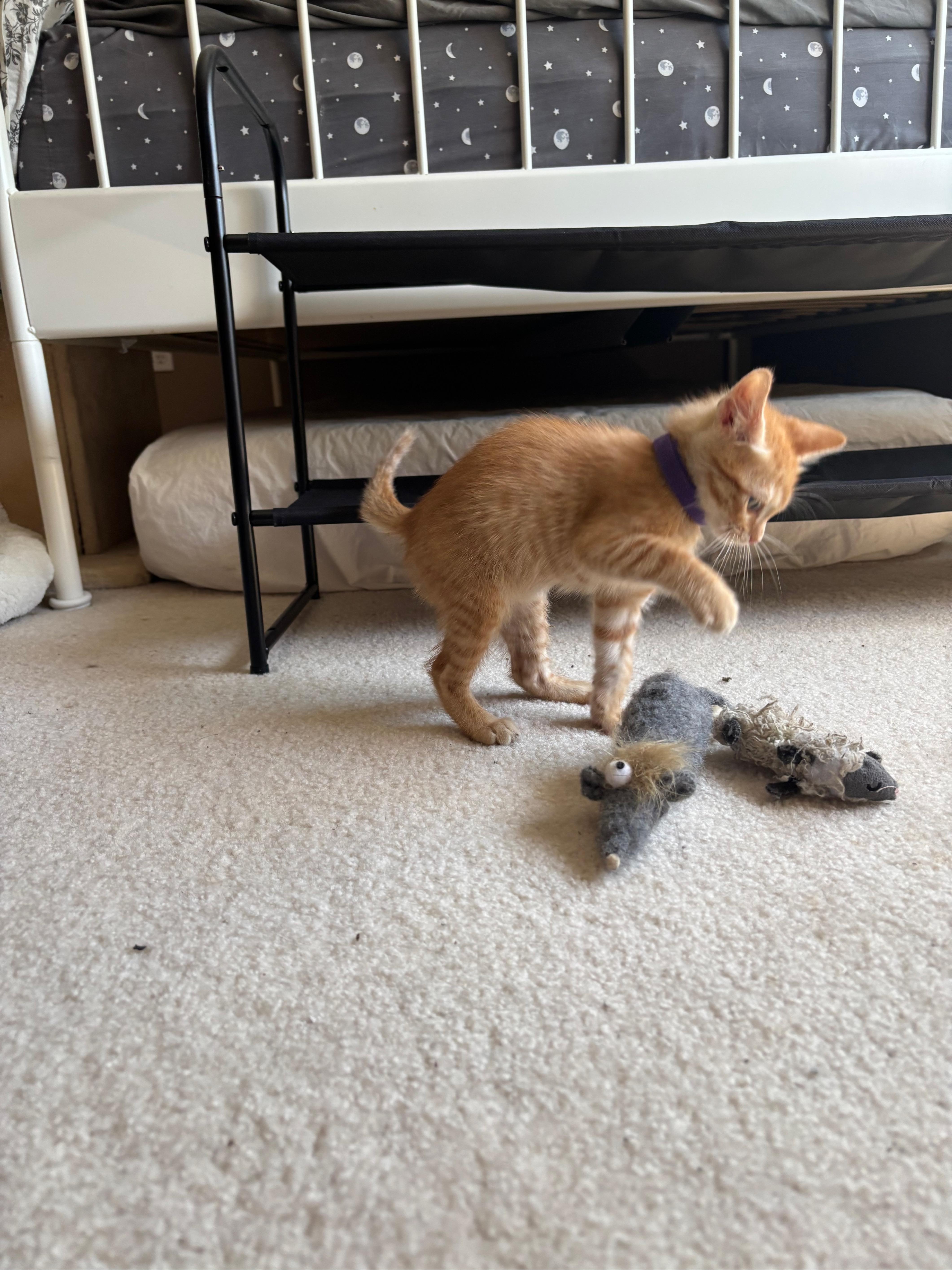 George, an adopted Domestic Short Hair in Hillsboro, OR image 2/6