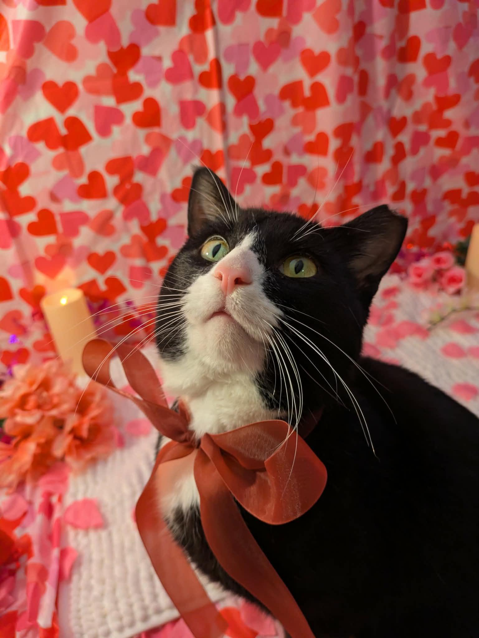 Grover, adopted, Adult Male Domestic Short Hair.