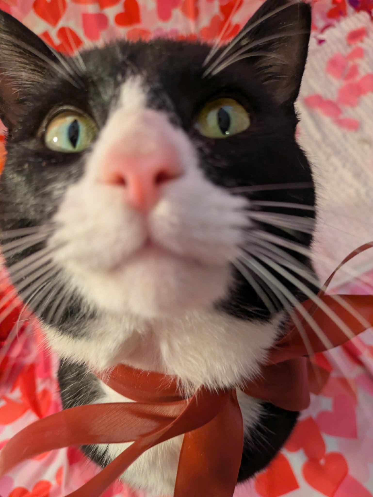 Enlarge Grover, an adopted Domestic Short Hair in South Euclid, OH image 2/3