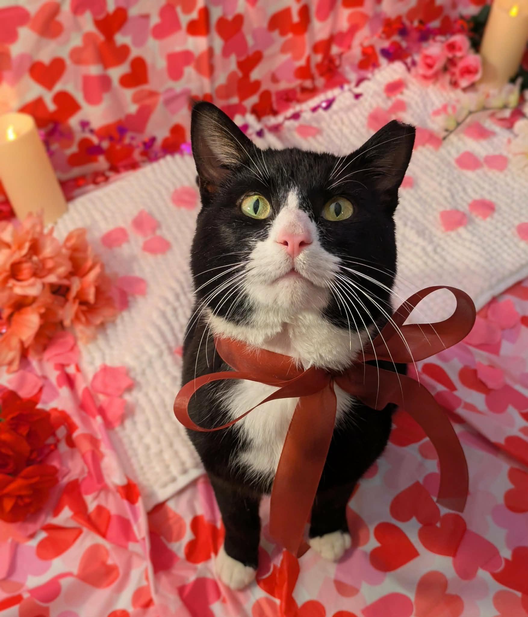 Enlarge Grover, an adopted Domestic Short Hair in South Euclid, OH image 3/3