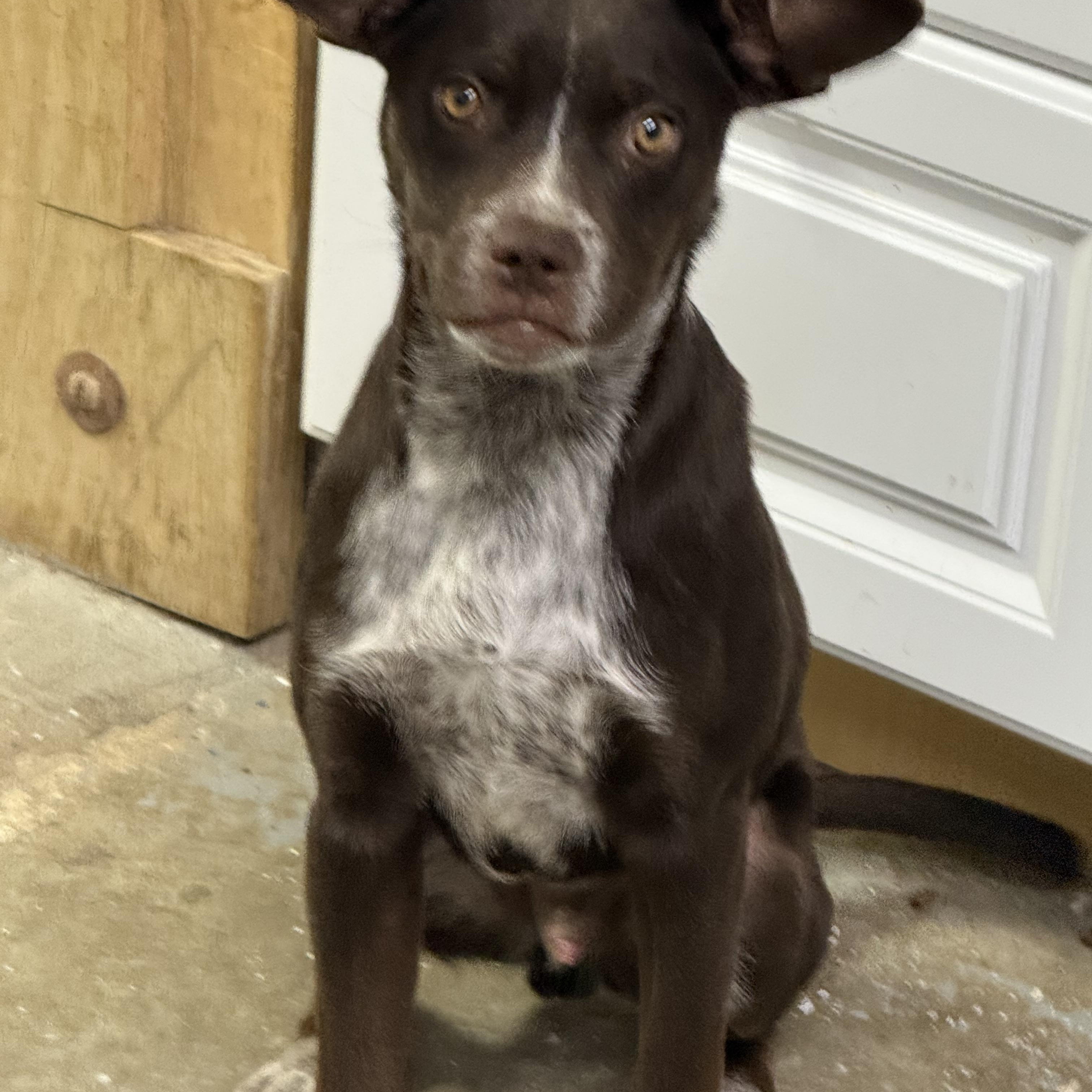 Enlarge Roscoe, an adoptable mixed breed in Lewisburg, TN image 2/3