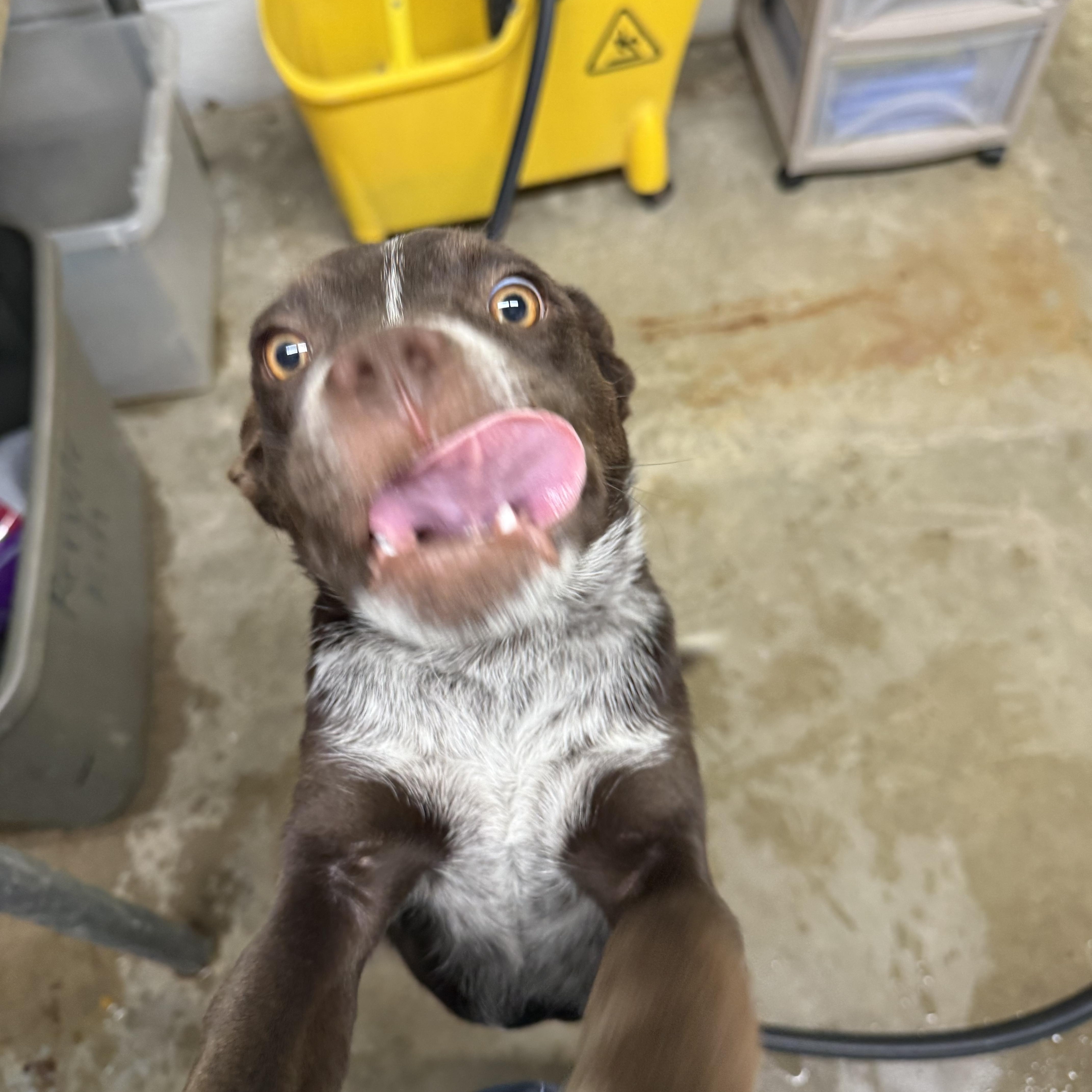 Enlarge Roscoe, an adoptable mixed breed in Lewisburg, TN image 3/3