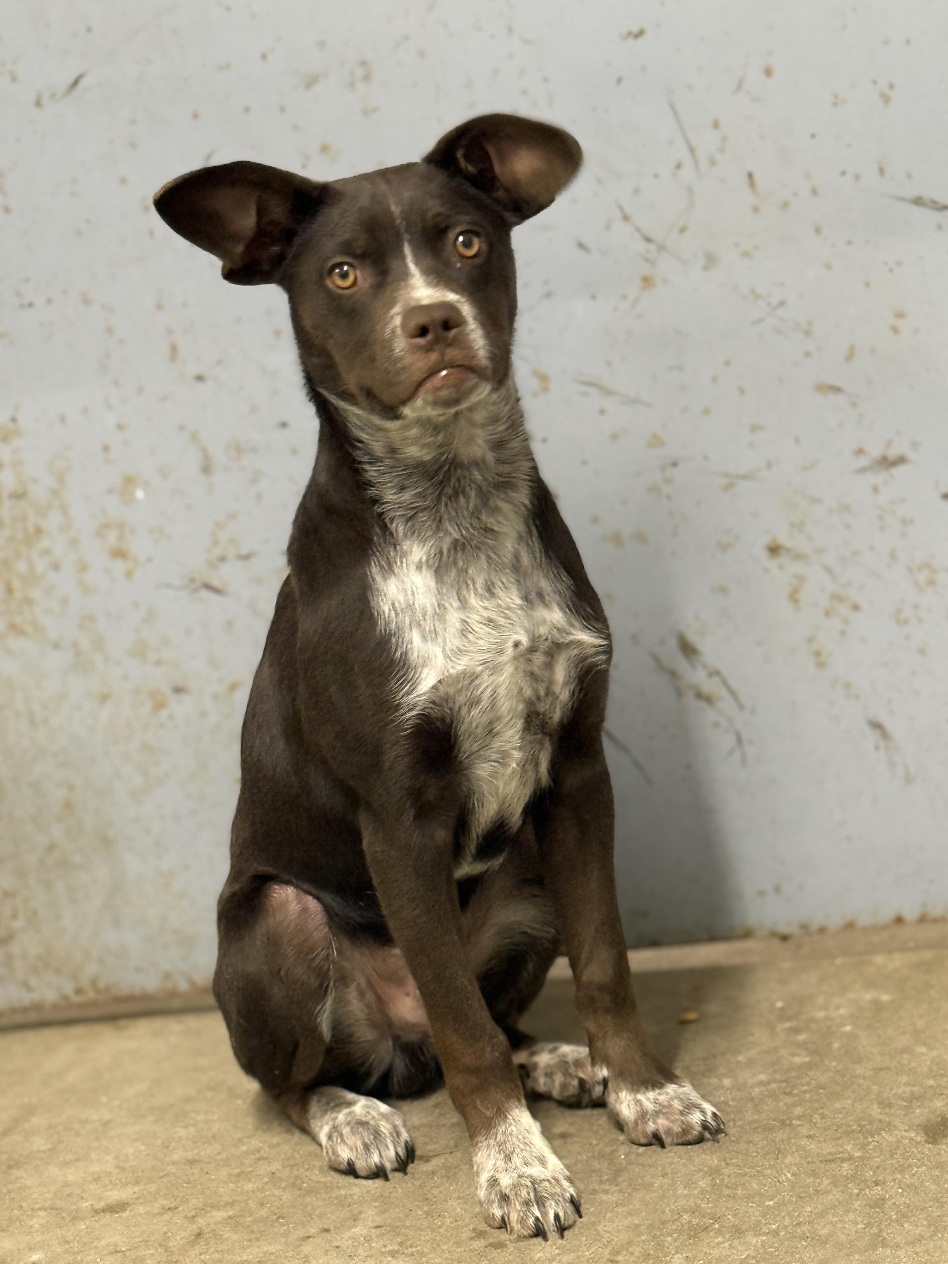 Roscoe, Adoptable, Young Male Chihuahua & Pug.