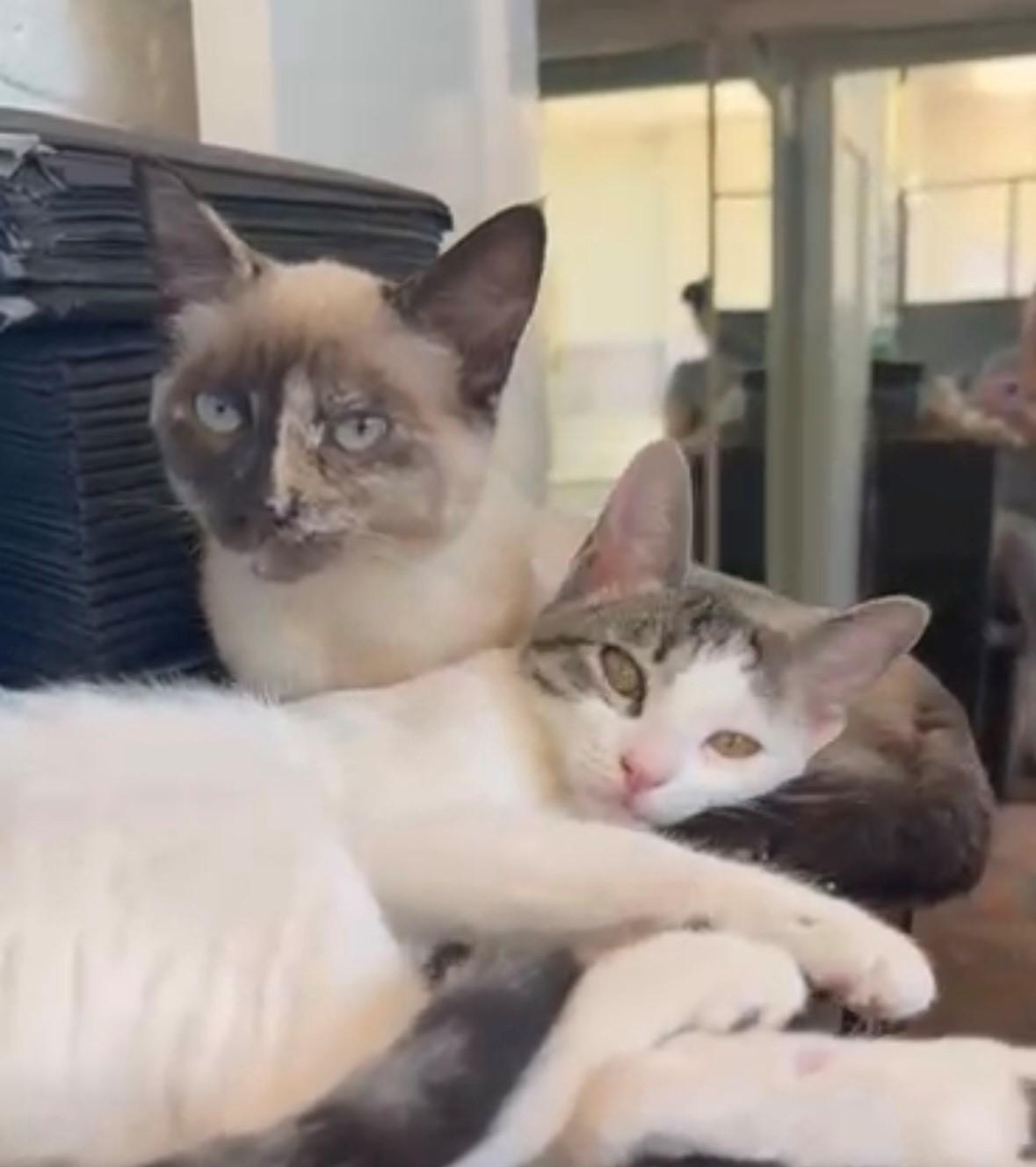 Persia - Bonded Pair with Paris