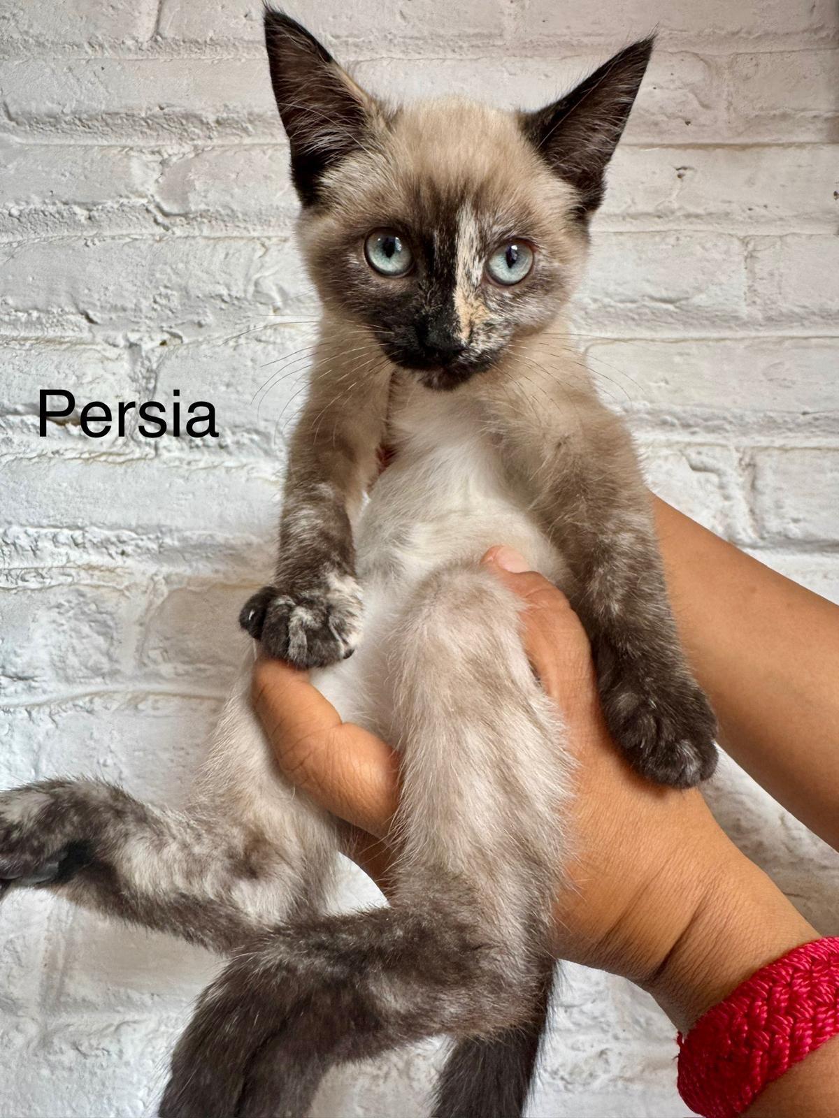Persia - Bonded Pair with Paris