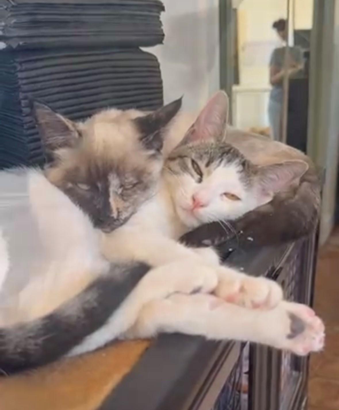 Persia - Bonded Pair with Paris