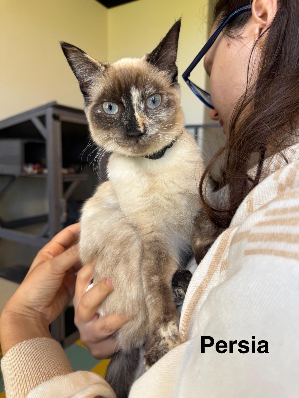 Persia - Bonded Pair with Paris