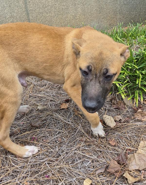 Pen 229, Adoptable, Puppy Male Labrador Retriever.