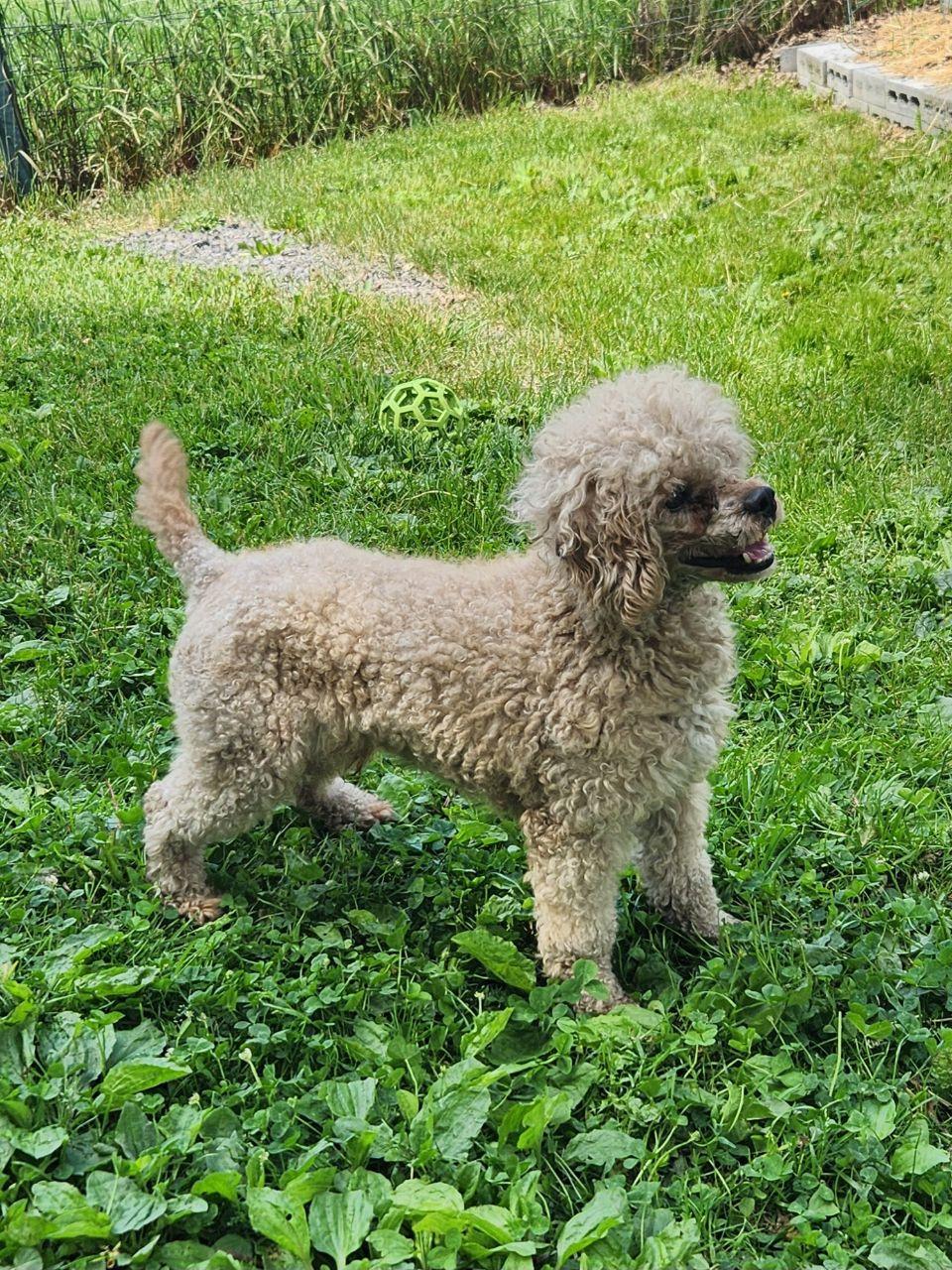 Cookie, ADOPTABLE, Adult Male Cavapoo.
