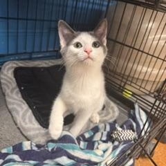 Spottingham, ADOPTABLE, Young Male Domestic Short Hair.