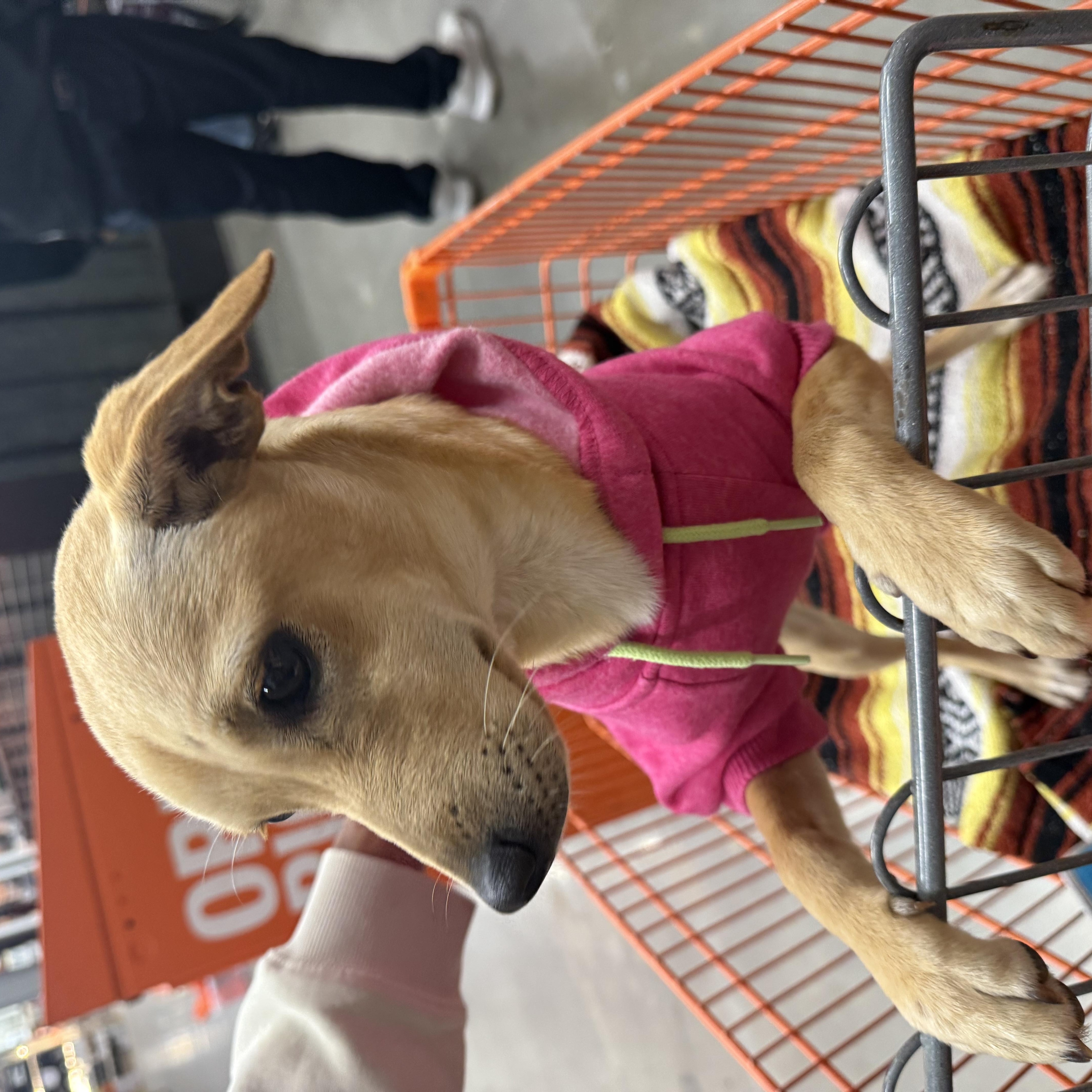 Enlarge Canela, a Adoptable mixed breed in Chula Vista, CA image 4/6