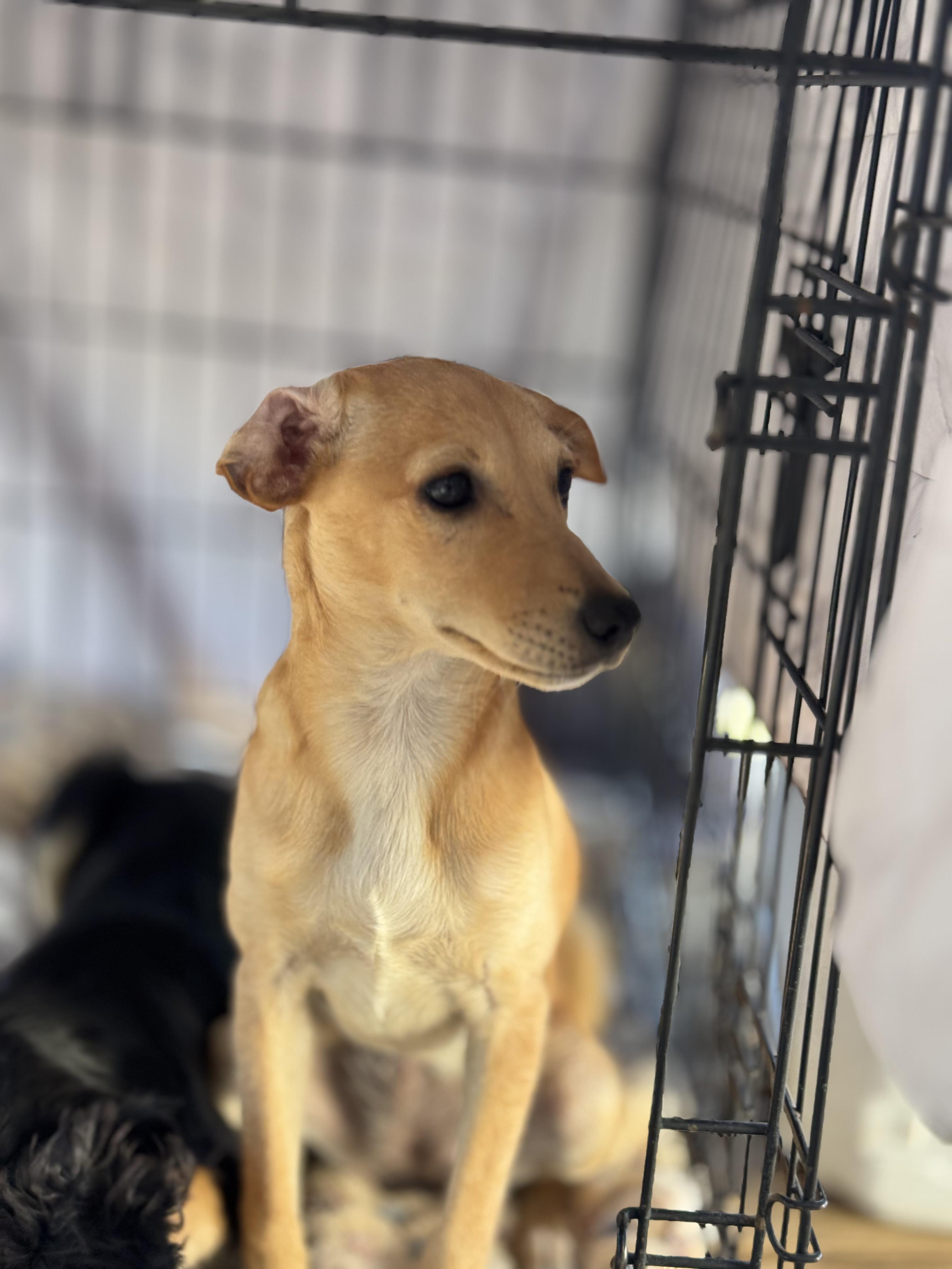 Enlarge Canela, a Adoptable mixed breed in Chula Vista, CA image 2/6