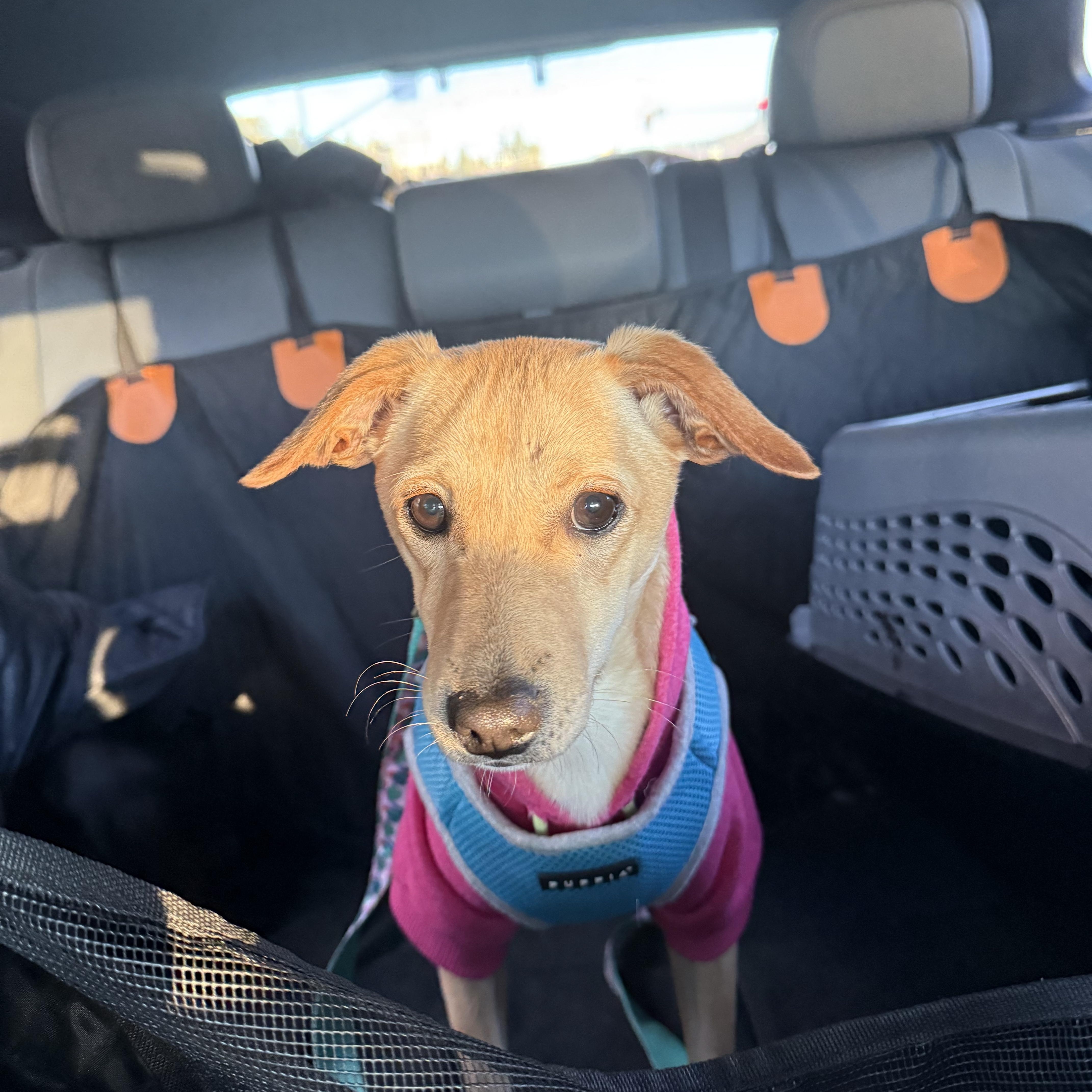 Enlarge Canela, a Adoptable mixed breed in Chula Vista, CA image 5/6