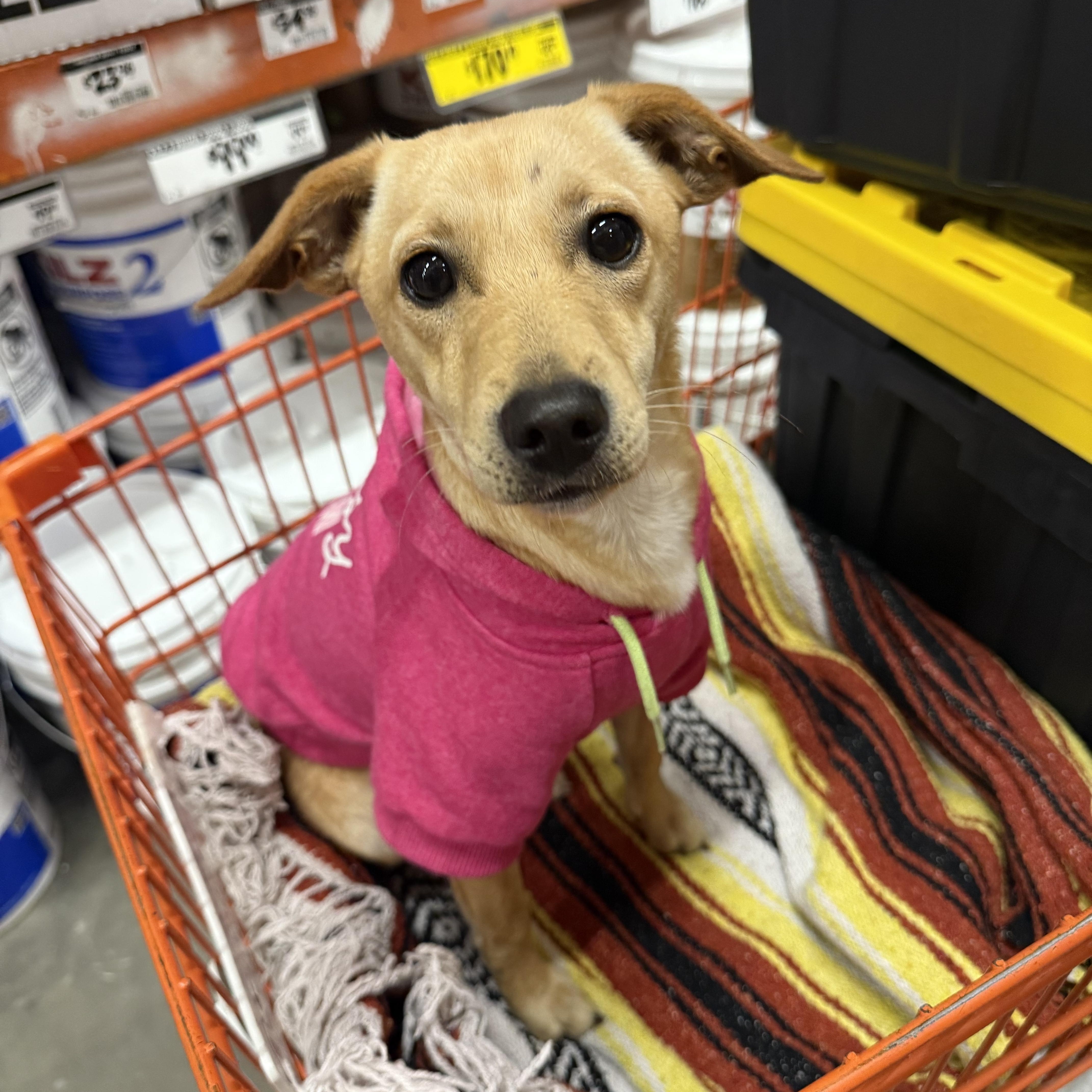 Enlarge Canela, a Adoptable mixed breed in Chula Vista, CA image 1/6