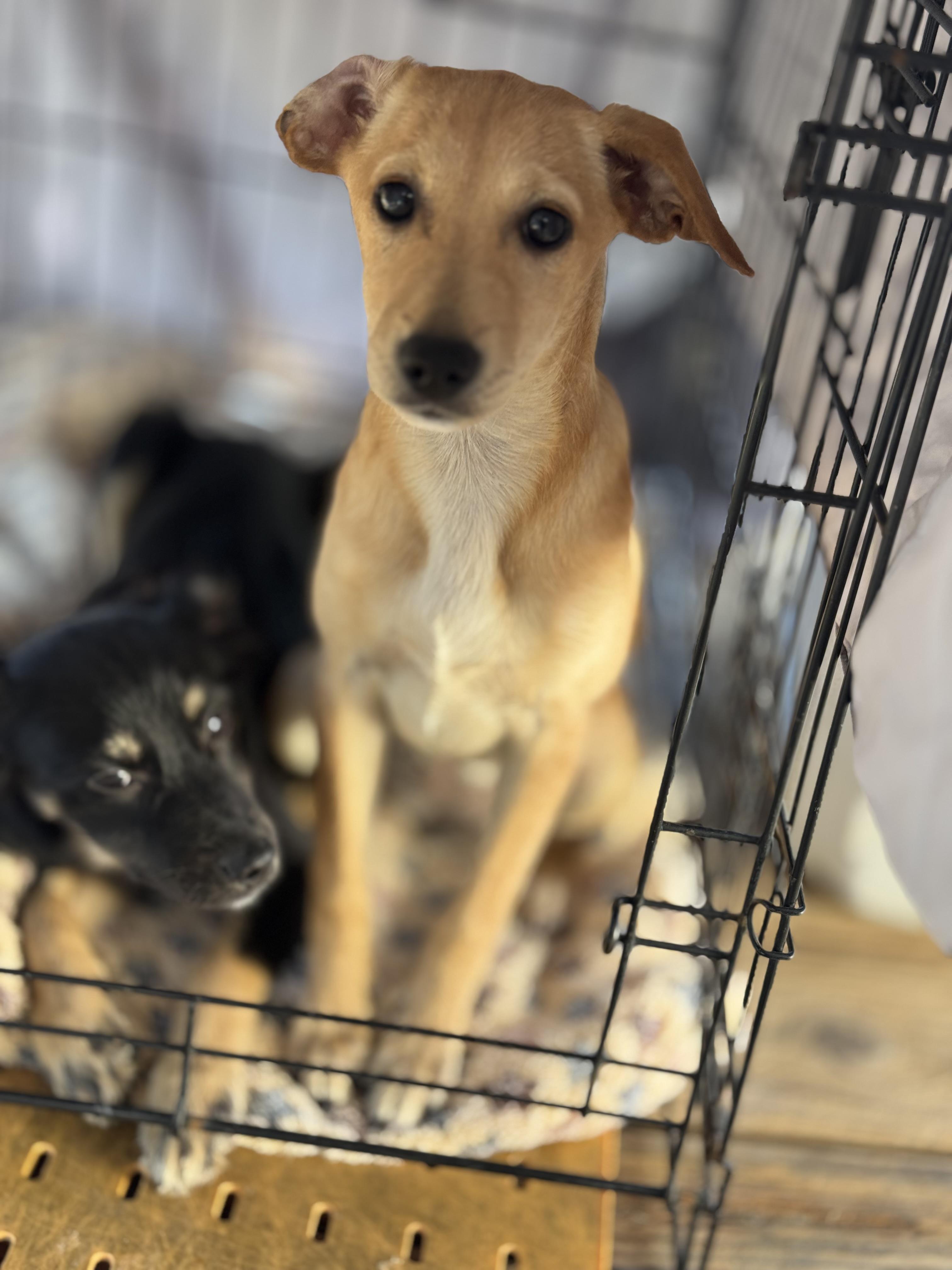 Enlarge Canela, a Adoptable mixed breed in Chula Vista, CA image 3/6